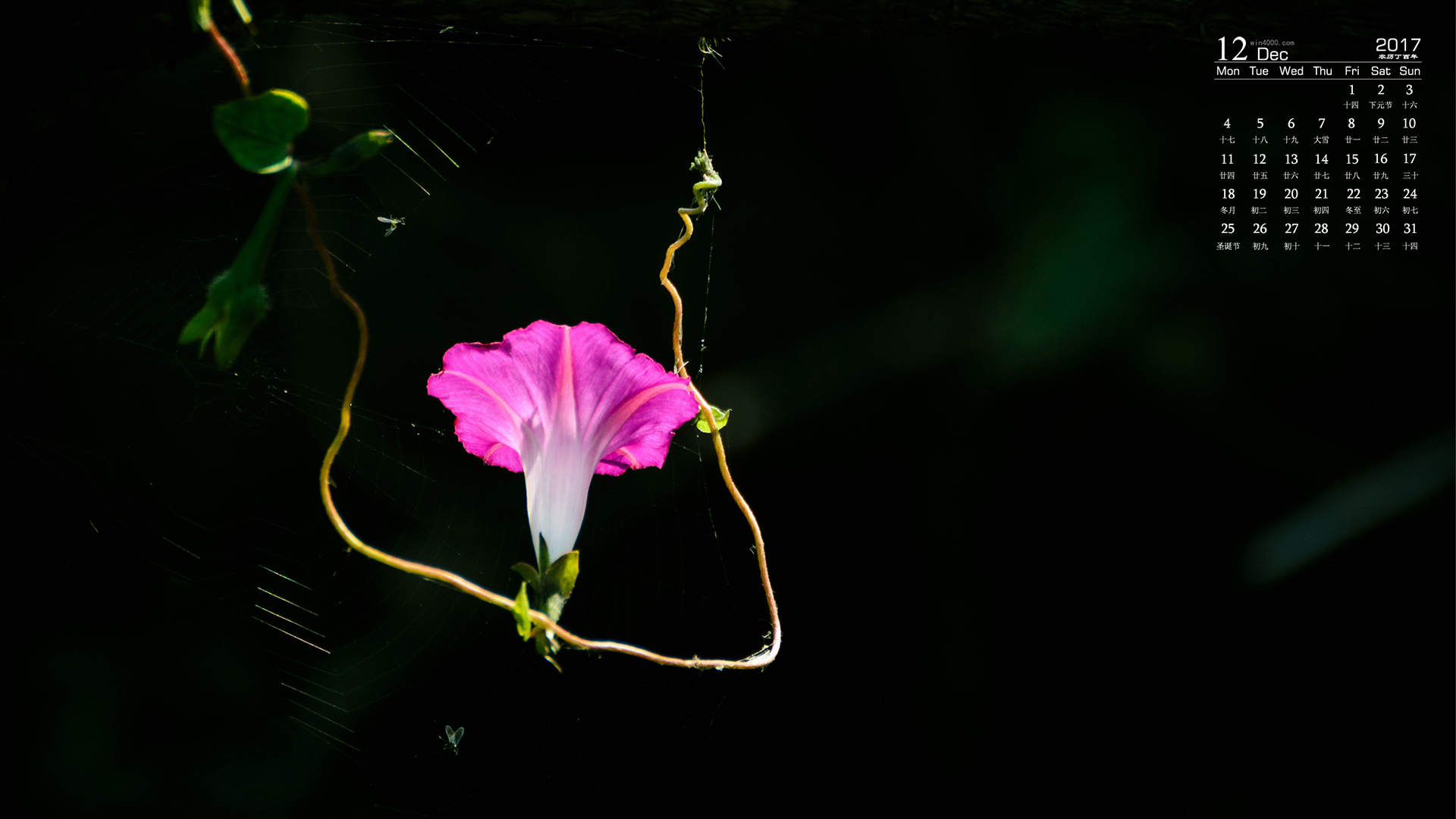 牵牛花图片