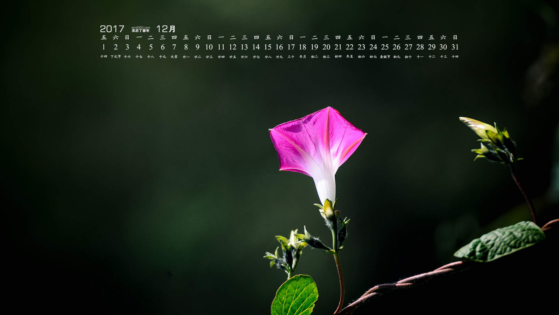 牵牛花图片