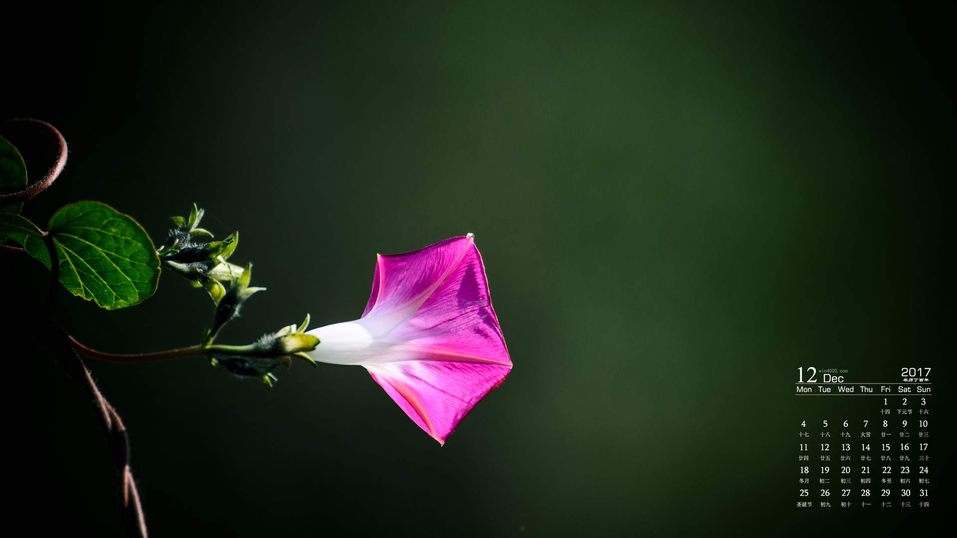 牵牛花图片
