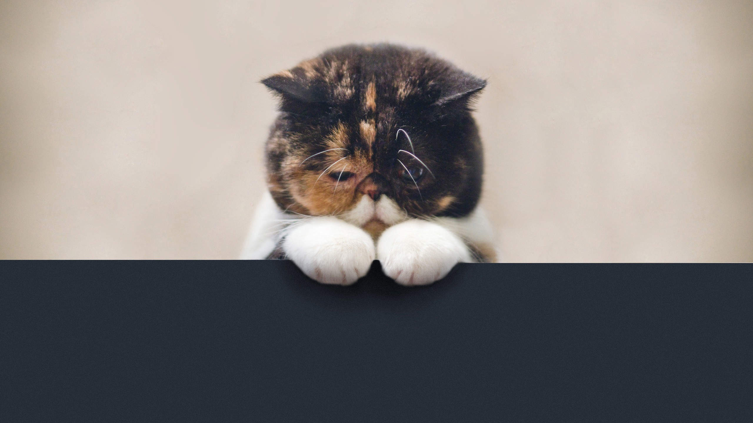 超可爱小猫图片高清手机壁纸图片