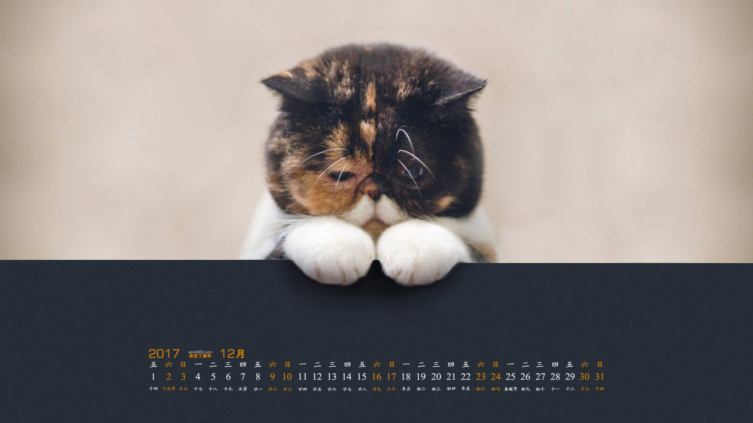 90后性感小猫咪写真图片