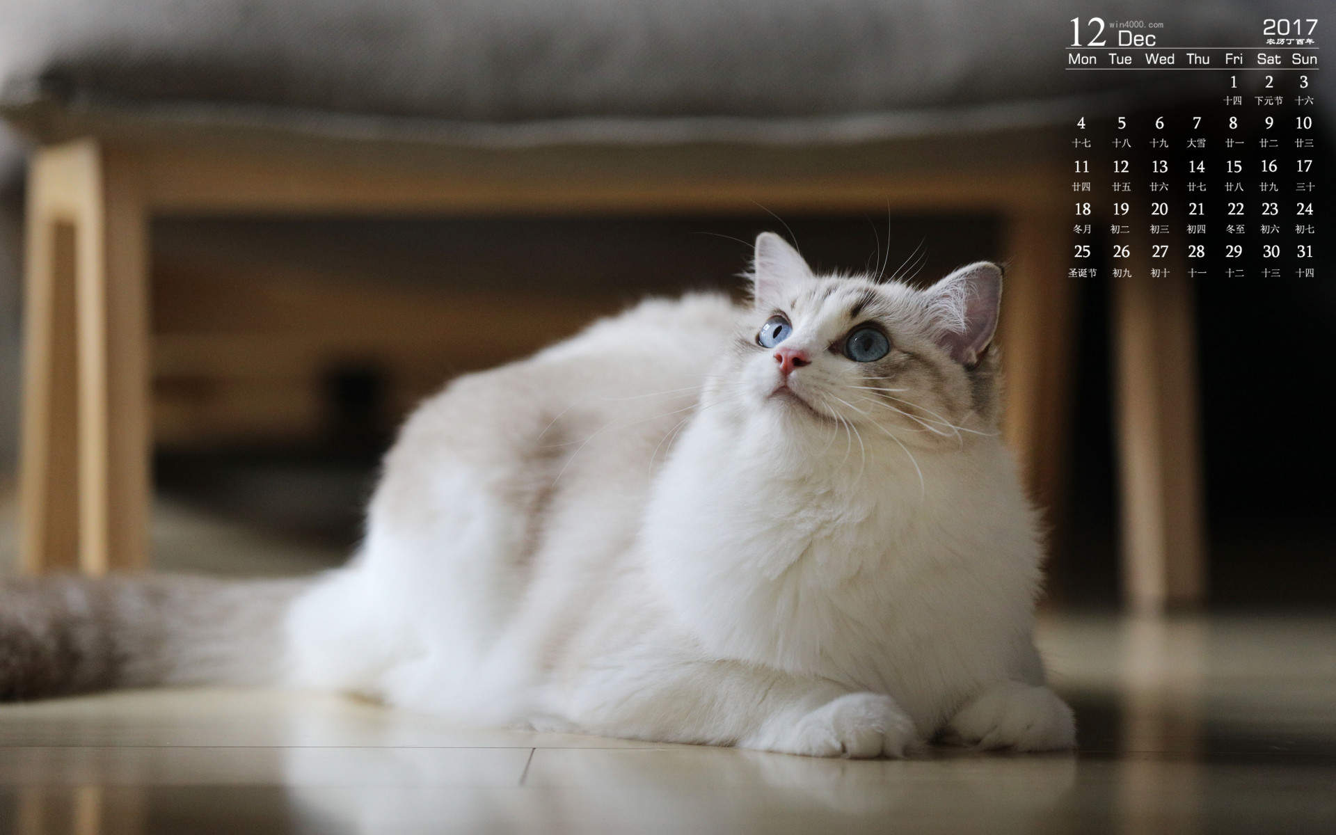 90后性感小猫咪写真图片