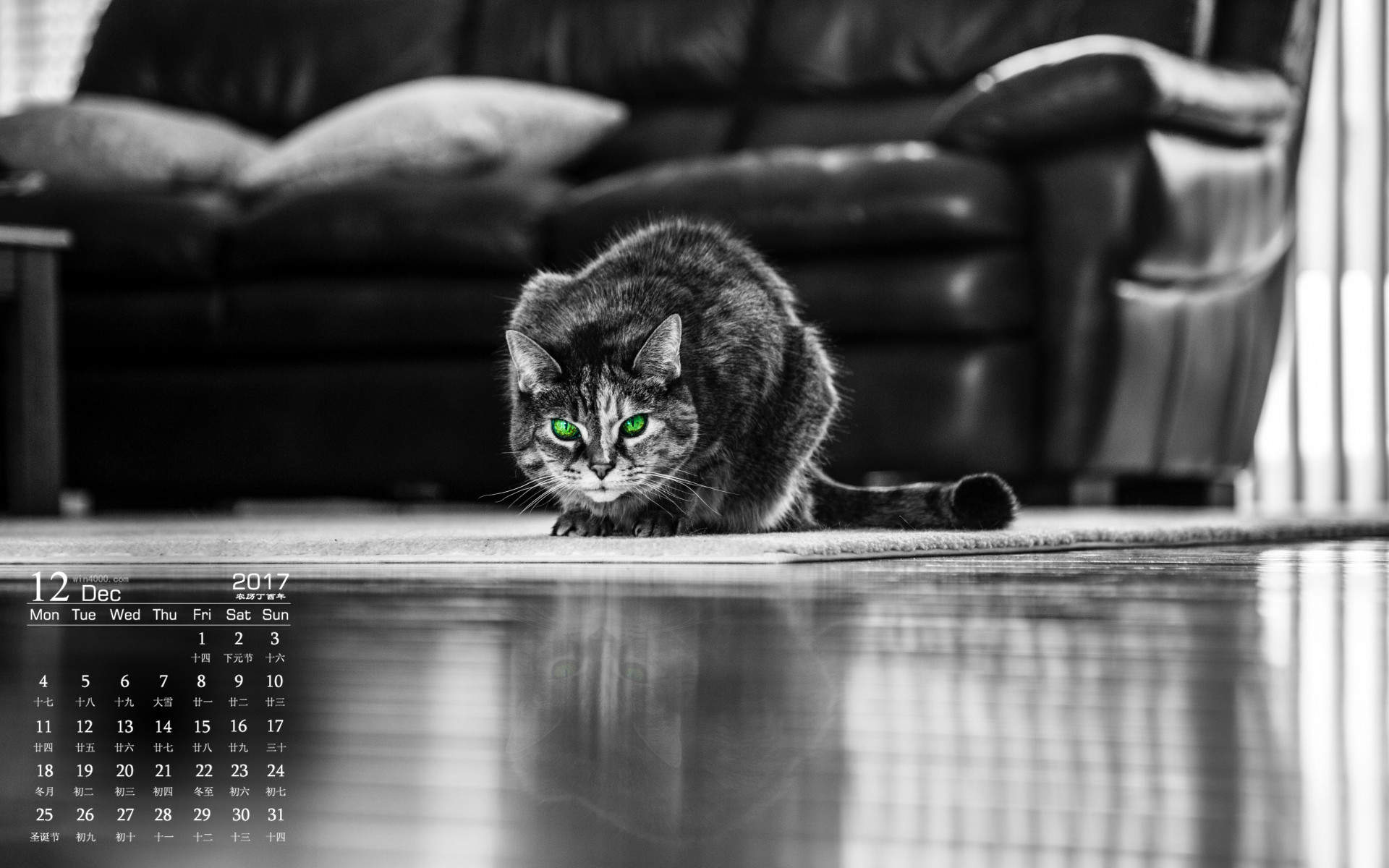 超可爱小猫图片高清手机壁纸图片
