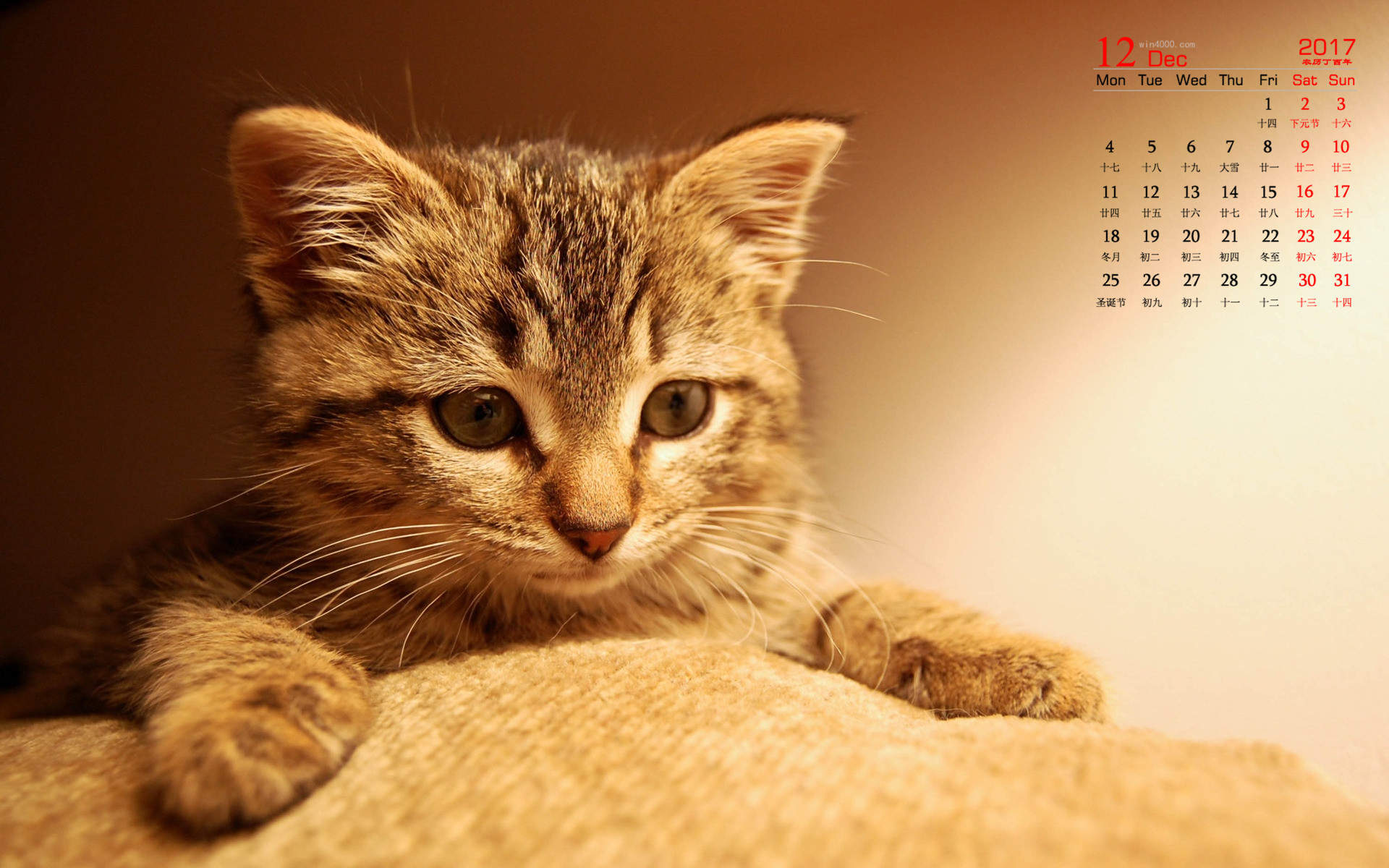 90后性感小猫咪写真图片