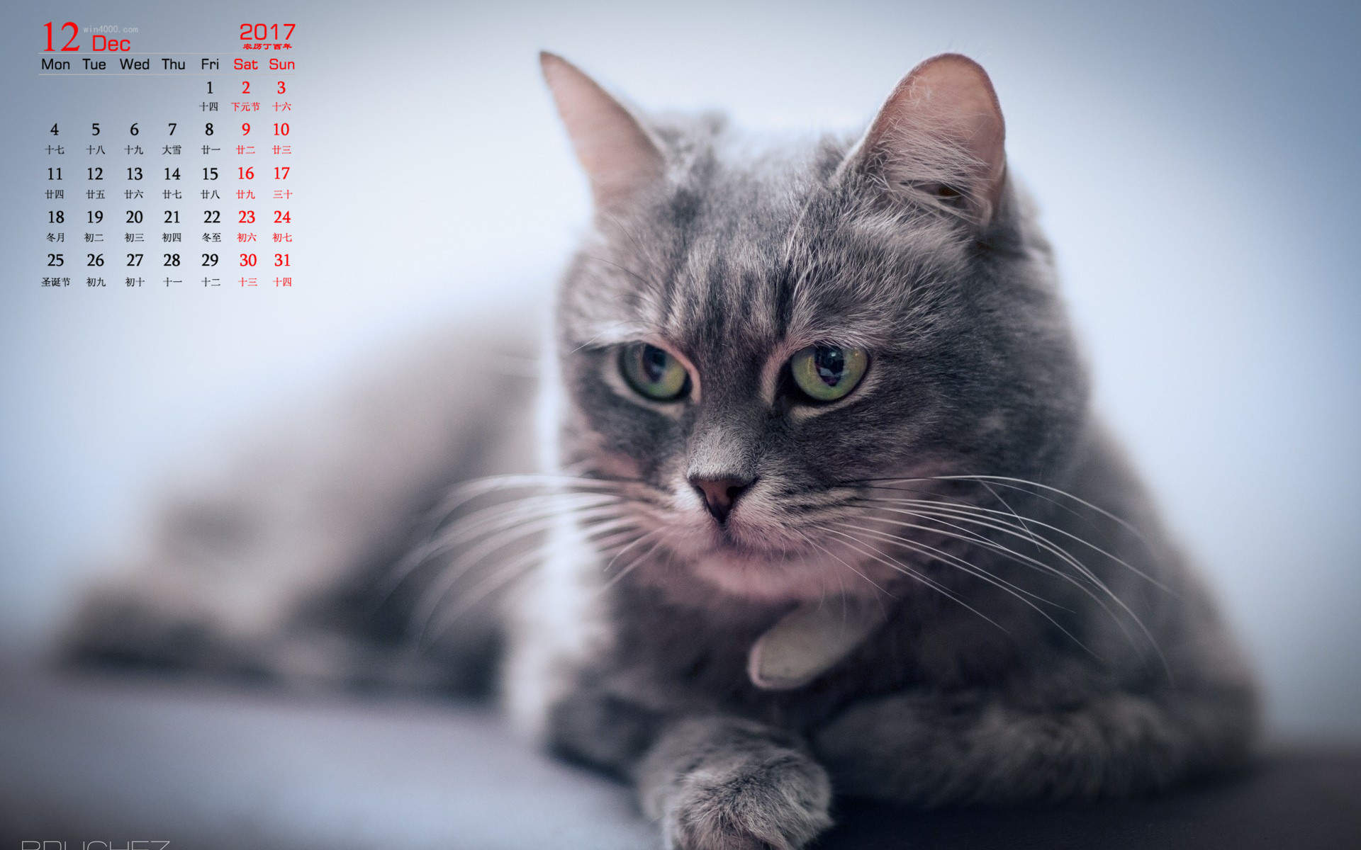 90后性感小猫咪写真图片