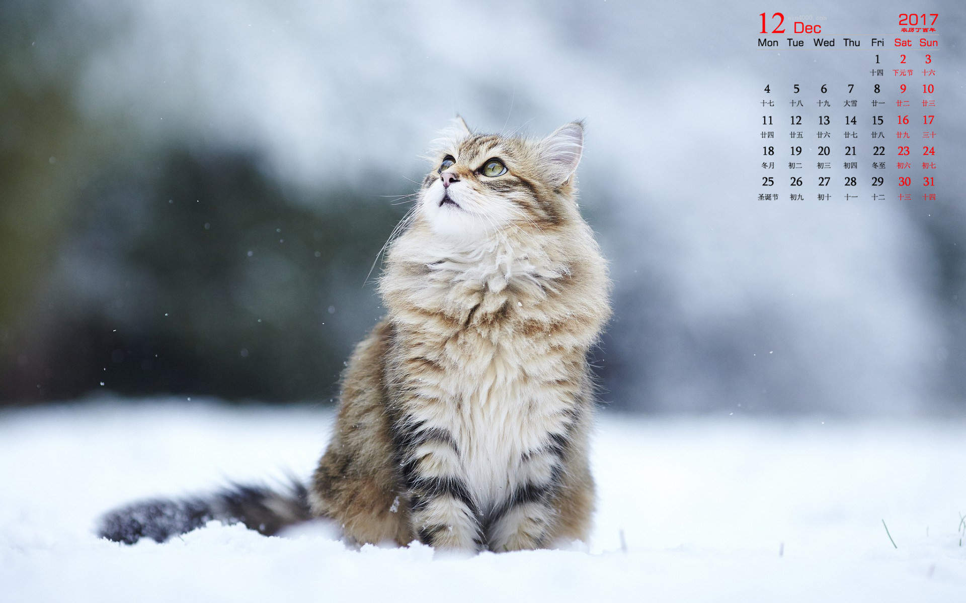 超可爱小猫图片高清手机壁纸图片