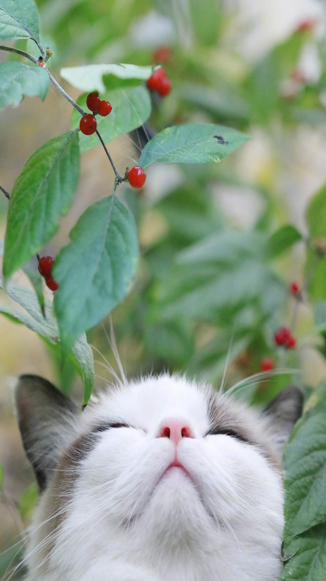 宠物搞笑图片：和植物一起生长的可爱猫咪图片图片