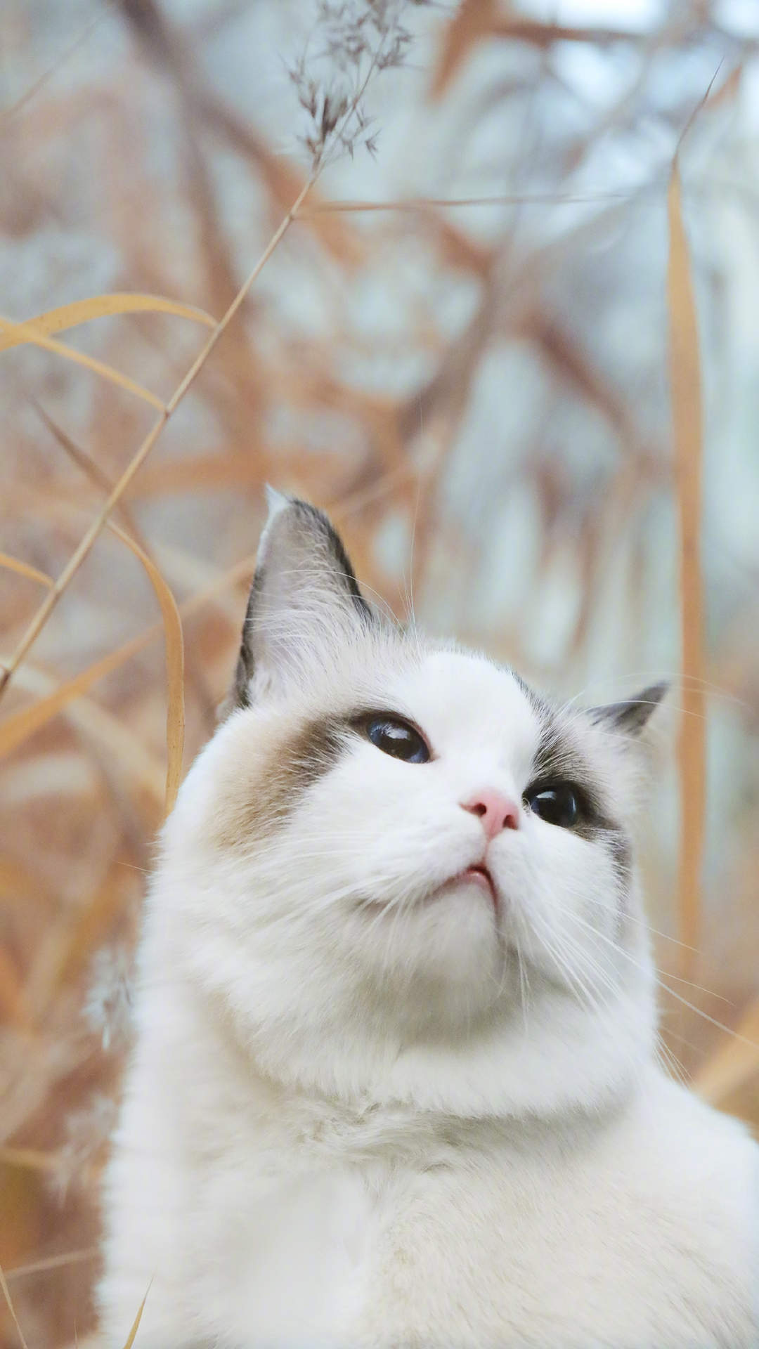 可爱猫咪图片图片