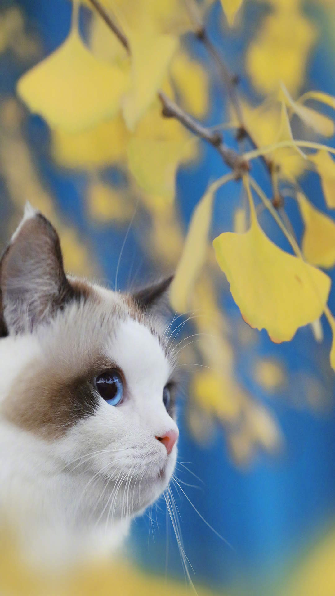 宠物搞笑图片：和植物一起生长的可爱猫咪图片图片