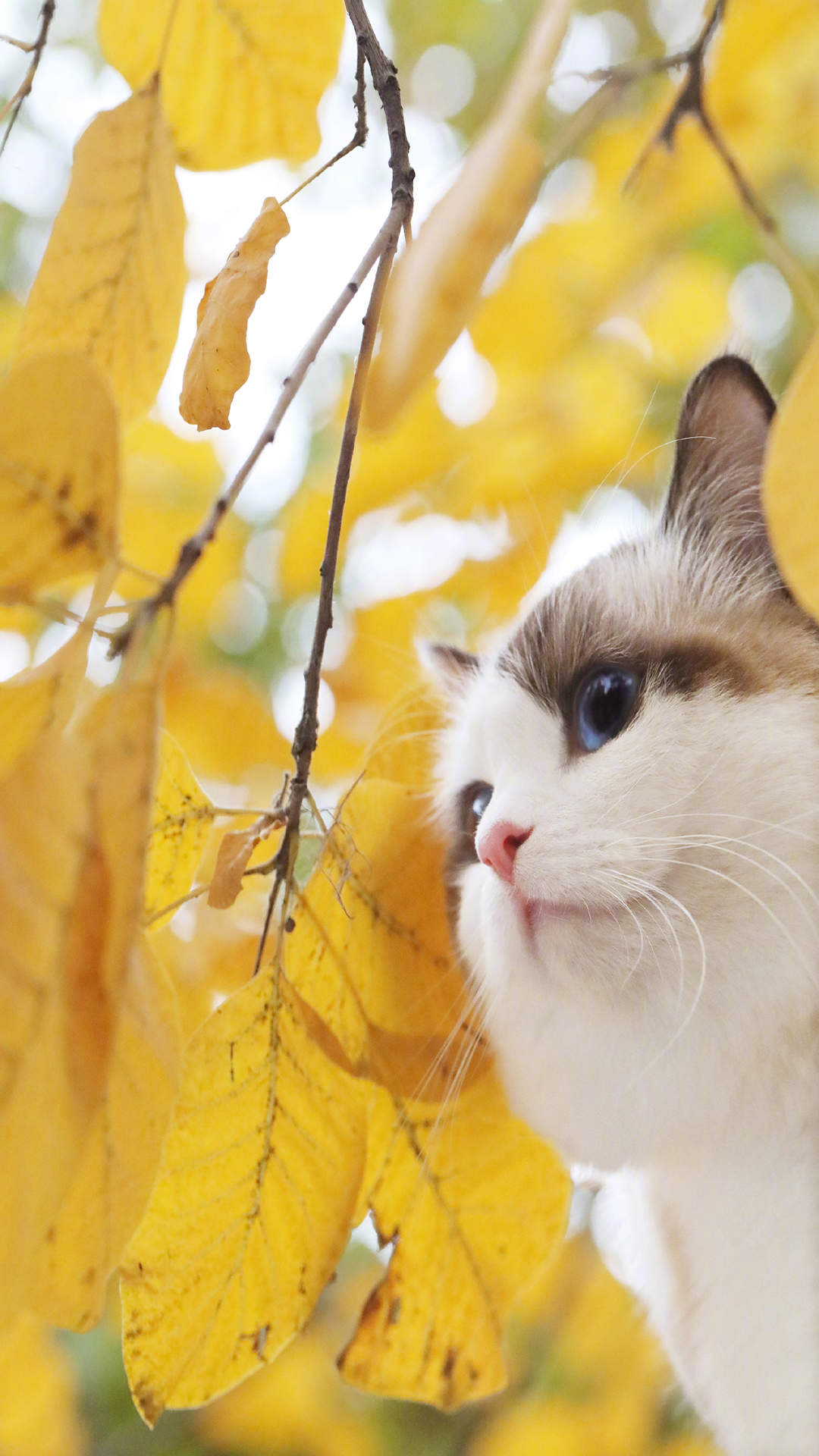 可爱猫咪图片图片