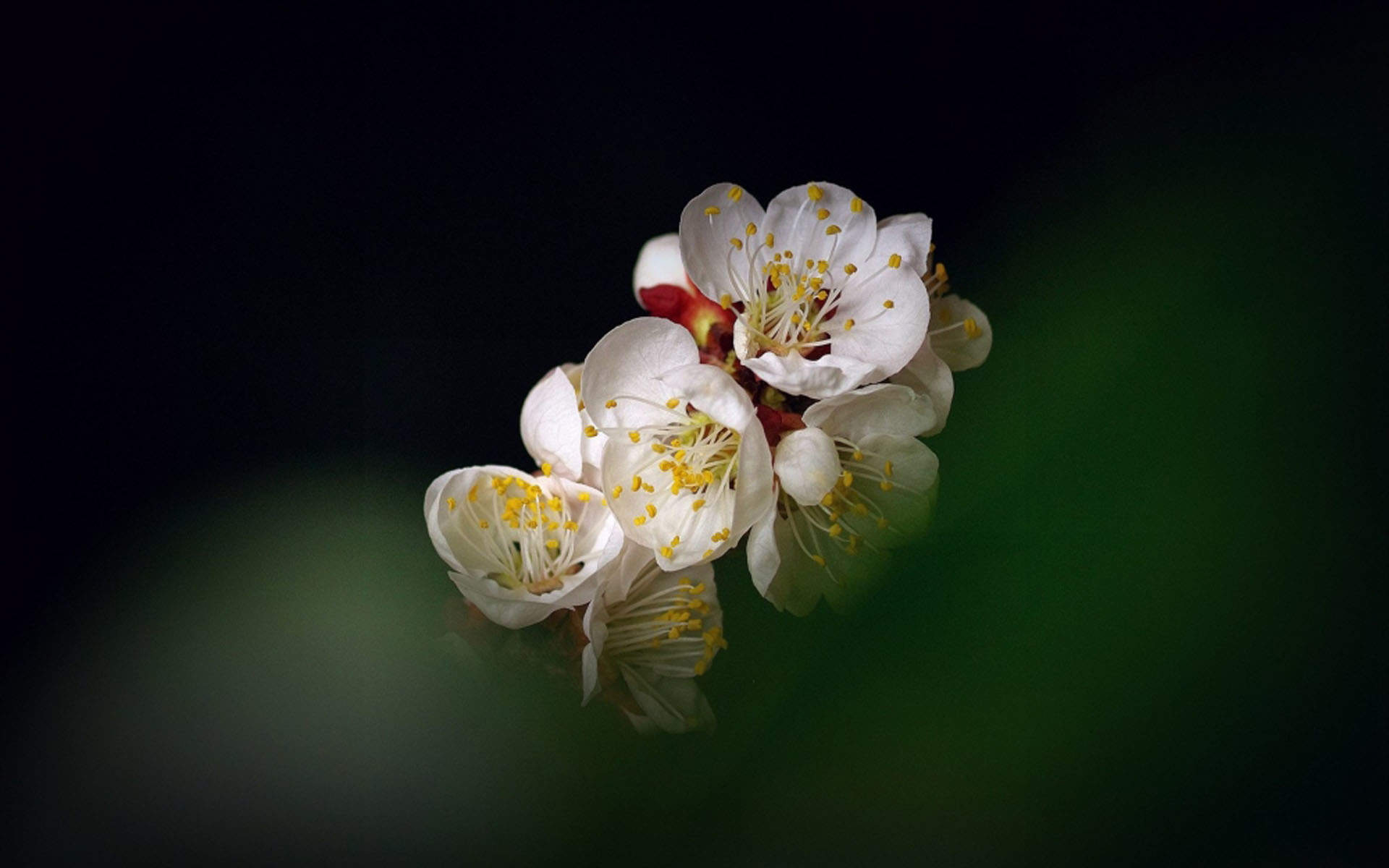 阳春三月绽放的梅花 高清梅花摄影图片欣赏图片