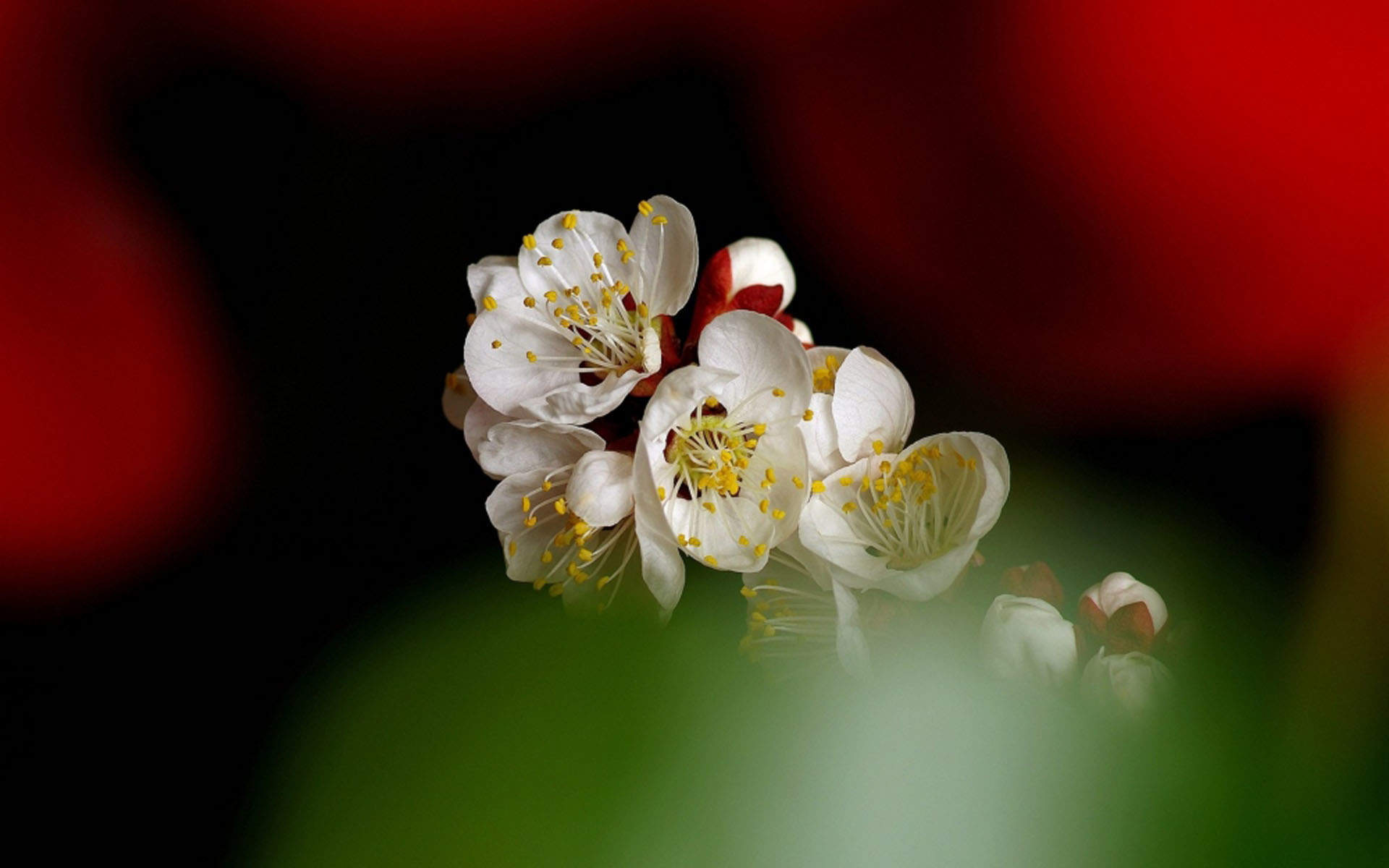 阳春三月绽放的梅花 高清梅花摄影图片欣赏图片