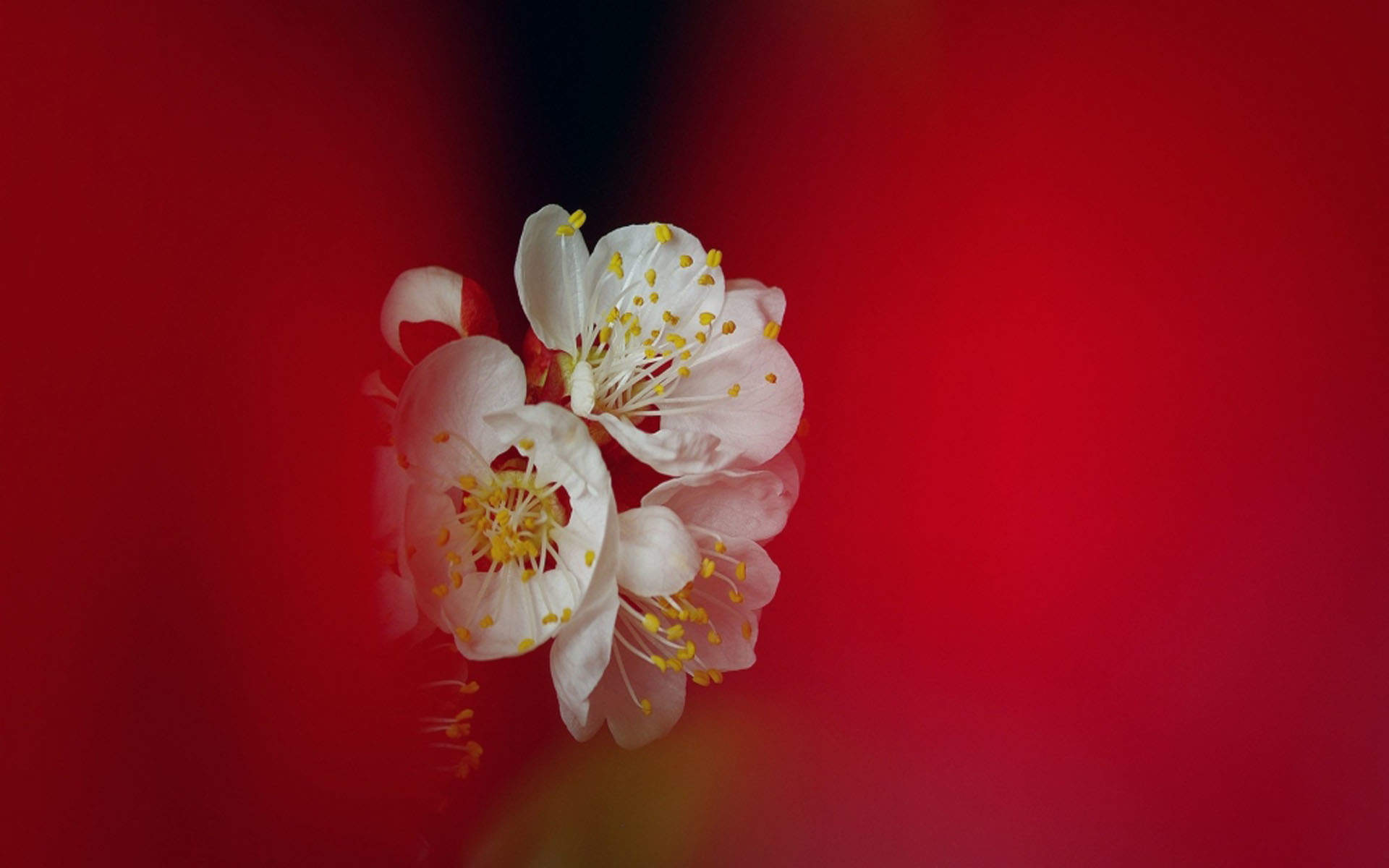 梅花图片