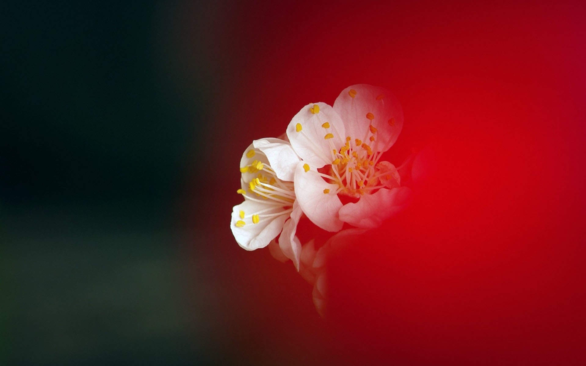 阳春三月绽放的梅花 高清梅花摄影图片欣赏图片