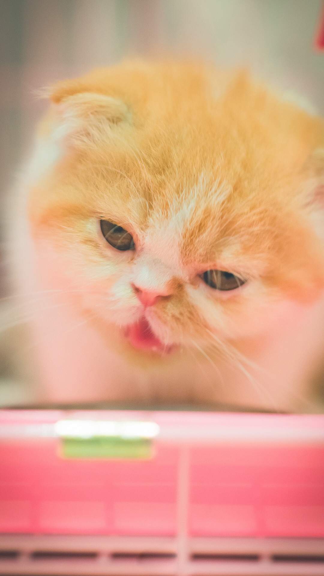可爱小花猫呆萌高清手机壁纸图片图片