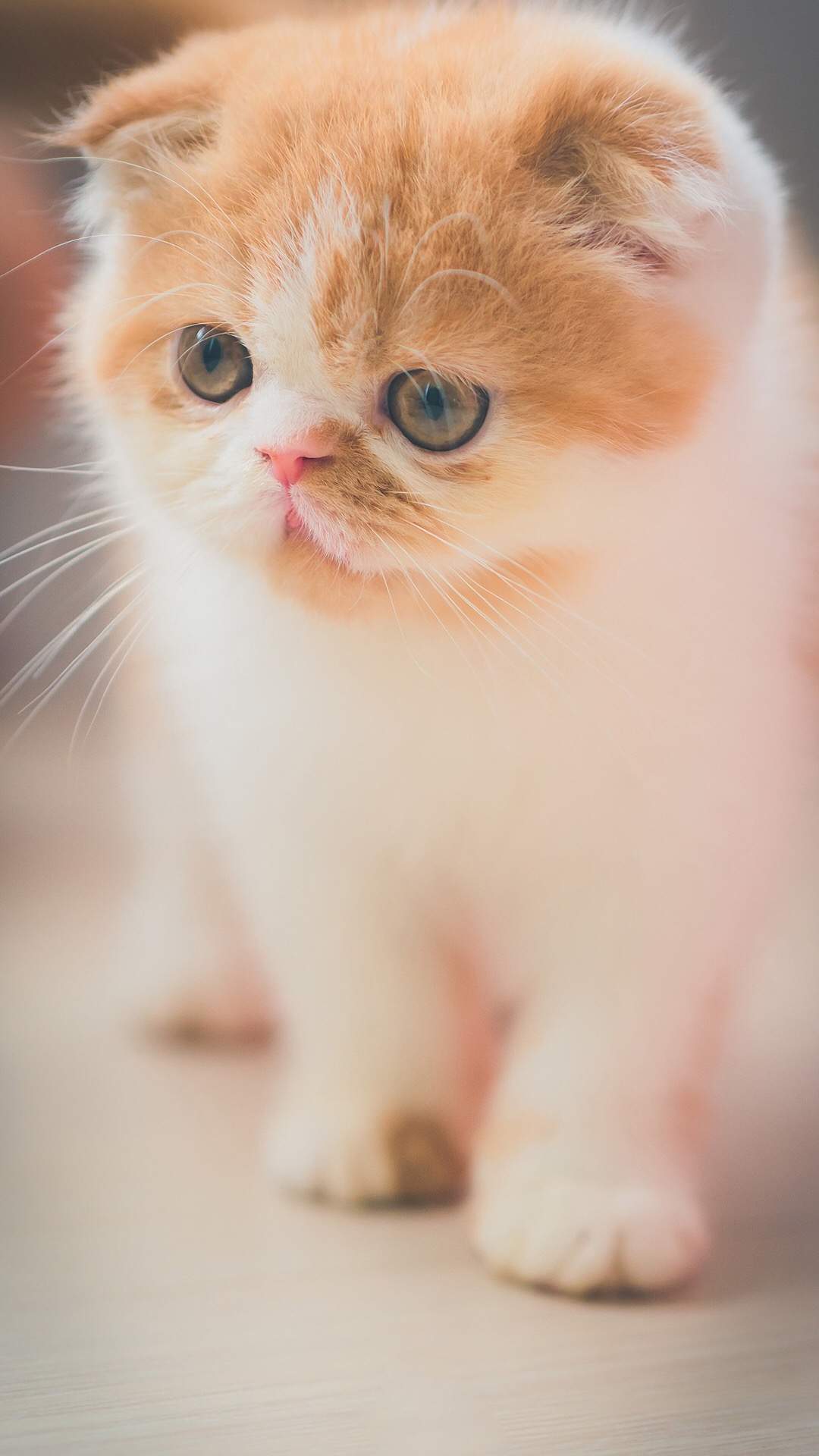可爱小花猫呆萌高清手机壁纸图片图片