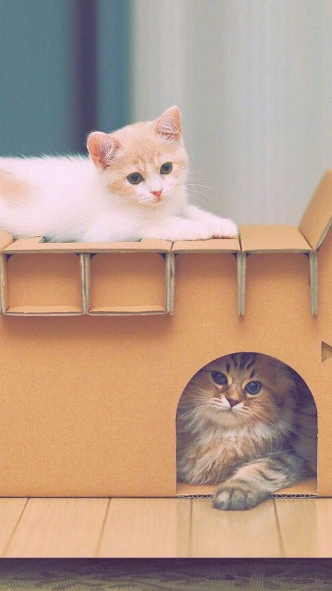 可爱小花猫呆萌高清手机壁纸图片图片