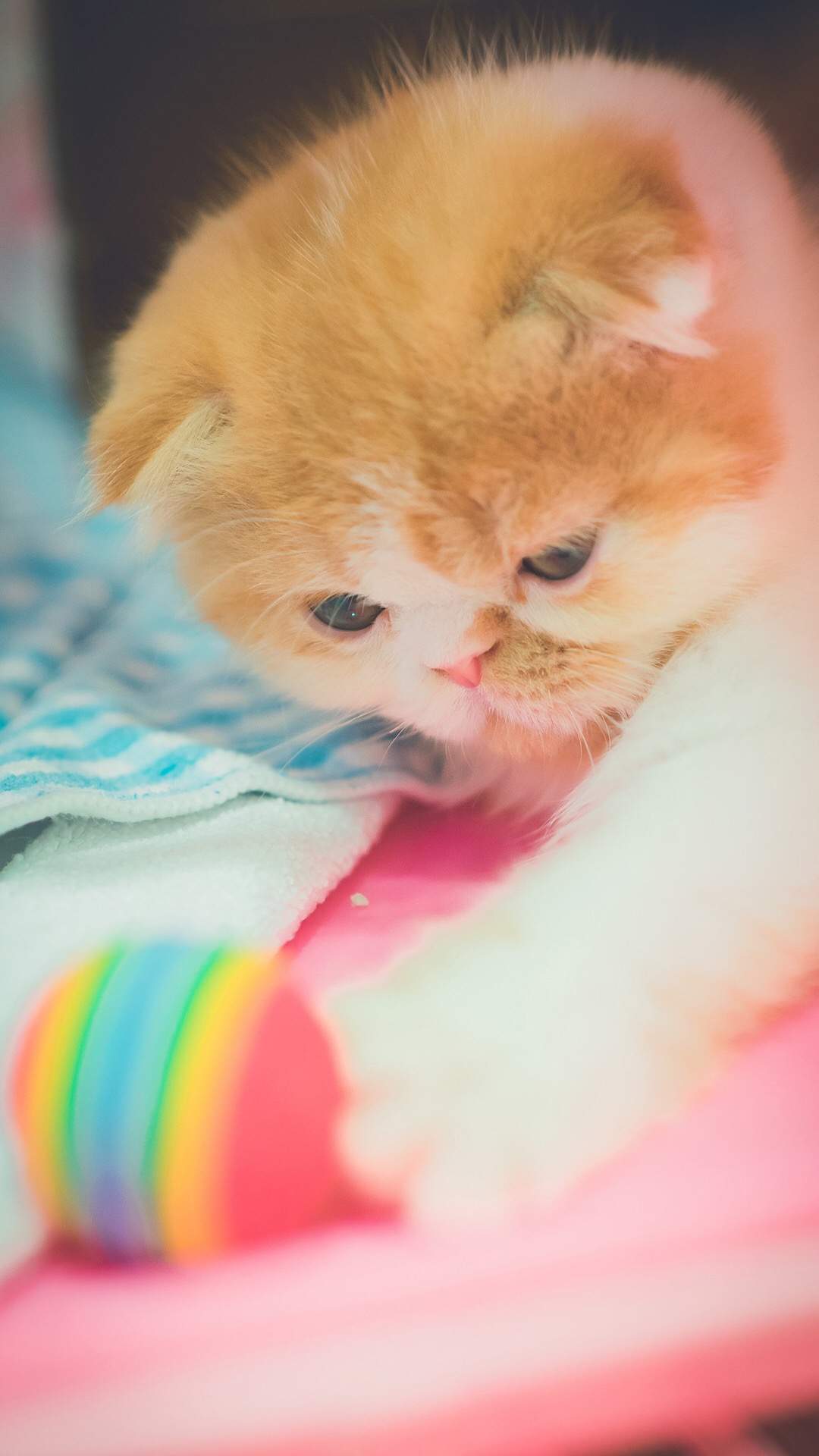 可爱小花猫呆萌高清手机壁纸图片图片