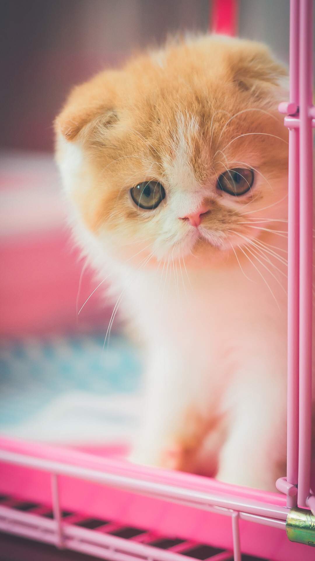 可爱小花猫呆萌高清手机壁纸图片图片