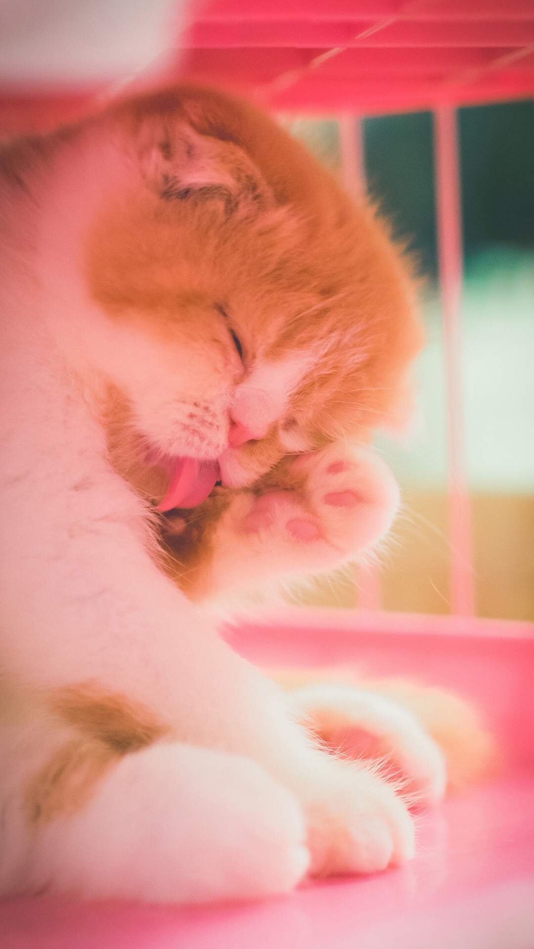 可爱小花猫呆萌高清手机壁纸图片图片