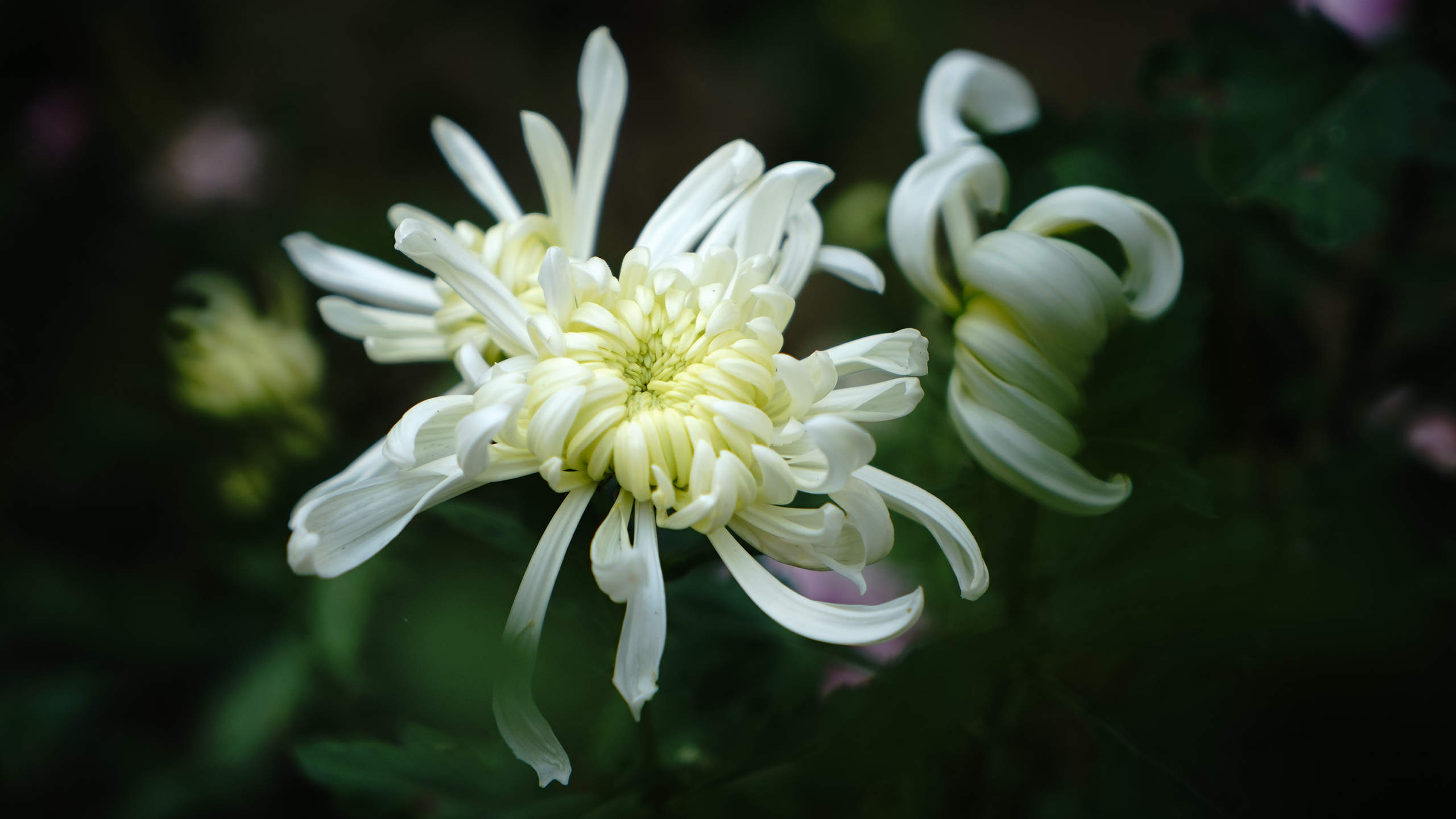 菊花图片