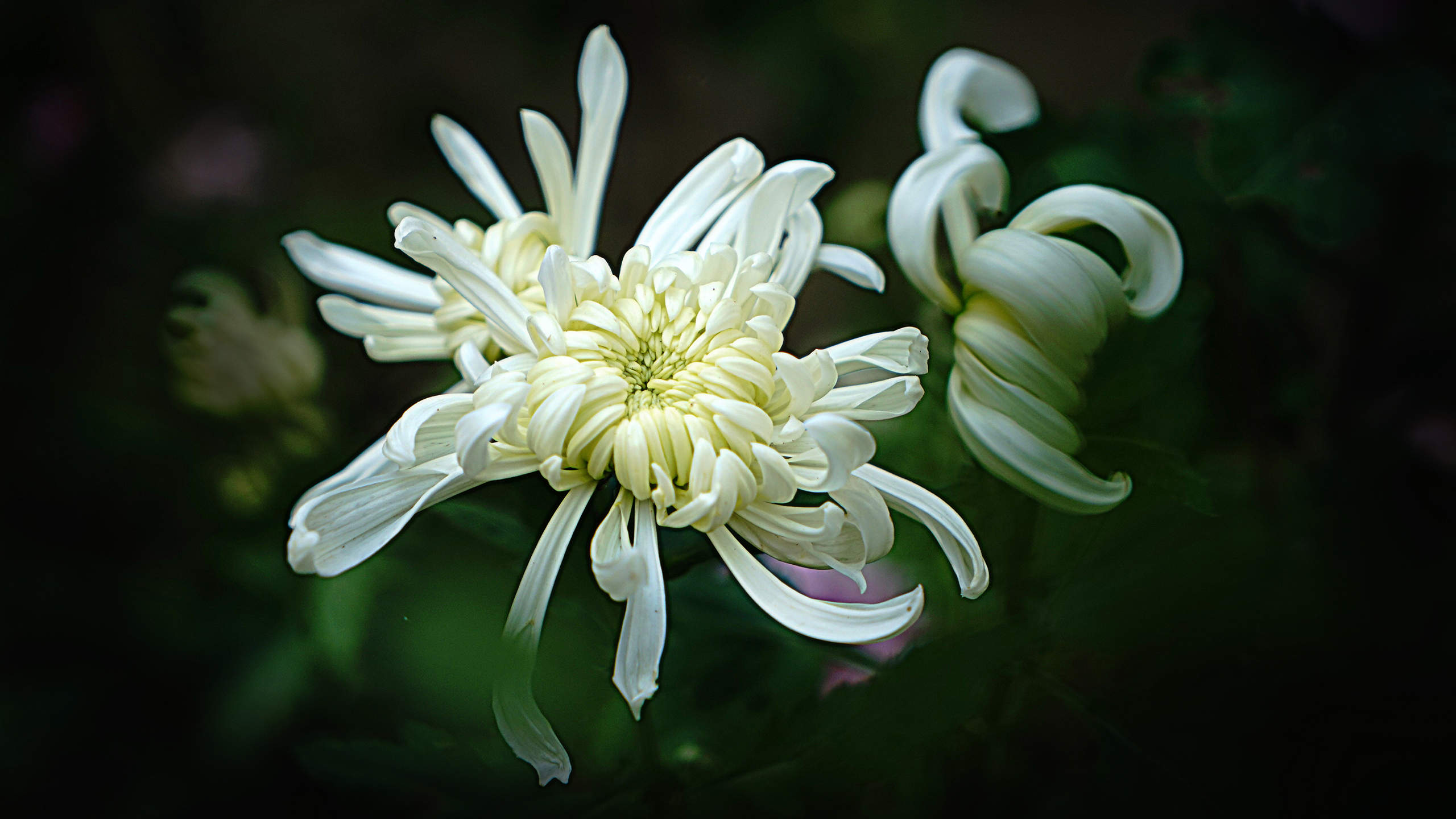 大滨菊花图片  大滨菊图片  大滨菊植物图片图片