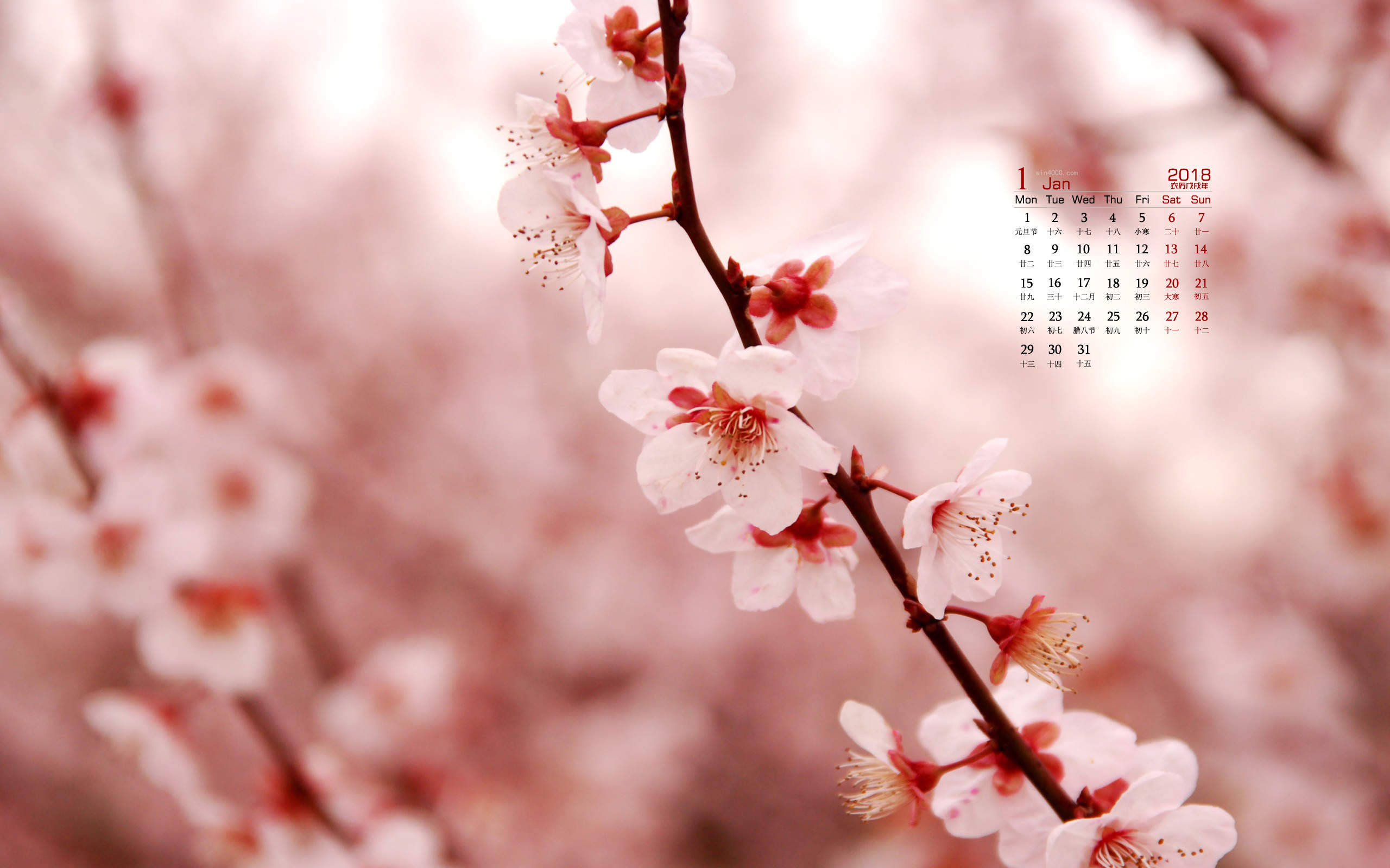 2017年6月唯美好看的樱花高清电脑桌面日历壁纸图片