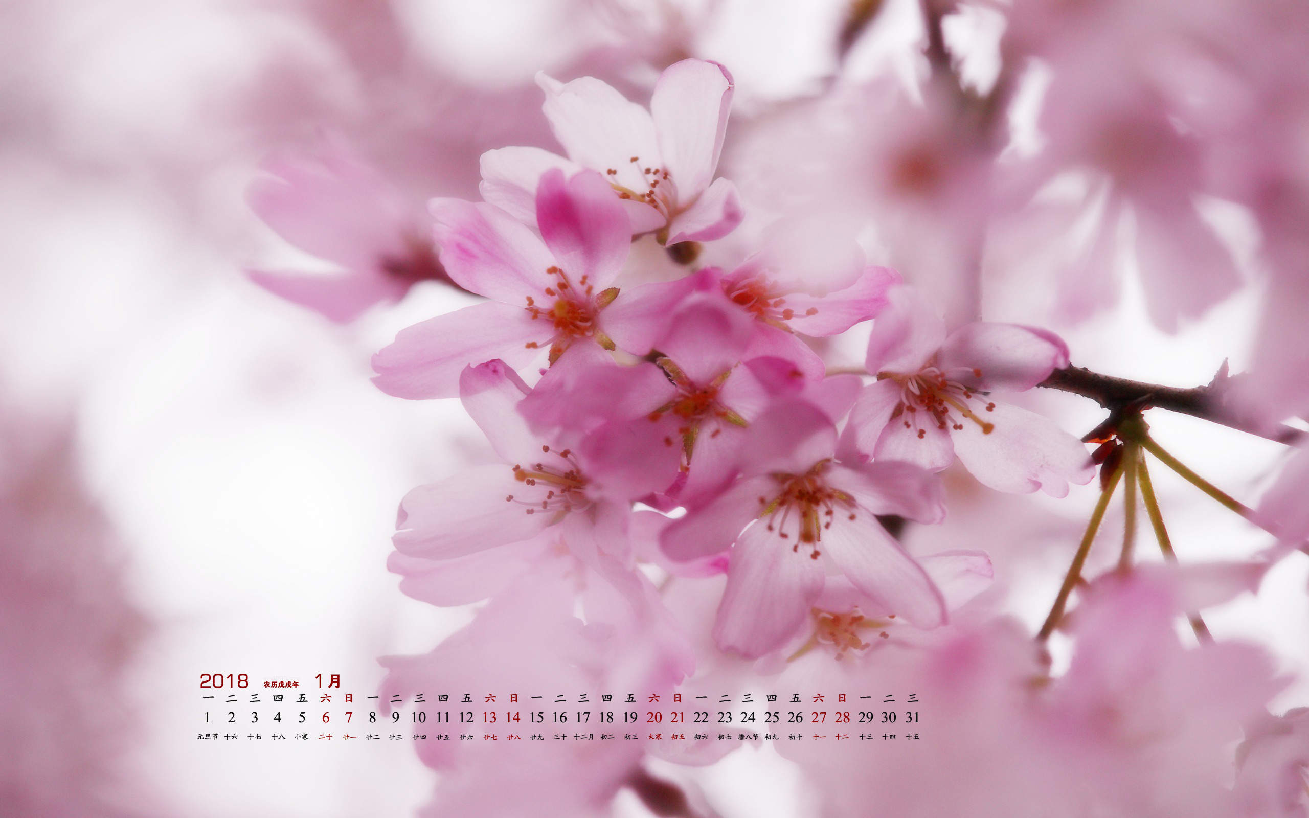 2017年6月唯美好看的樱花高清电脑桌面日历壁纸图片