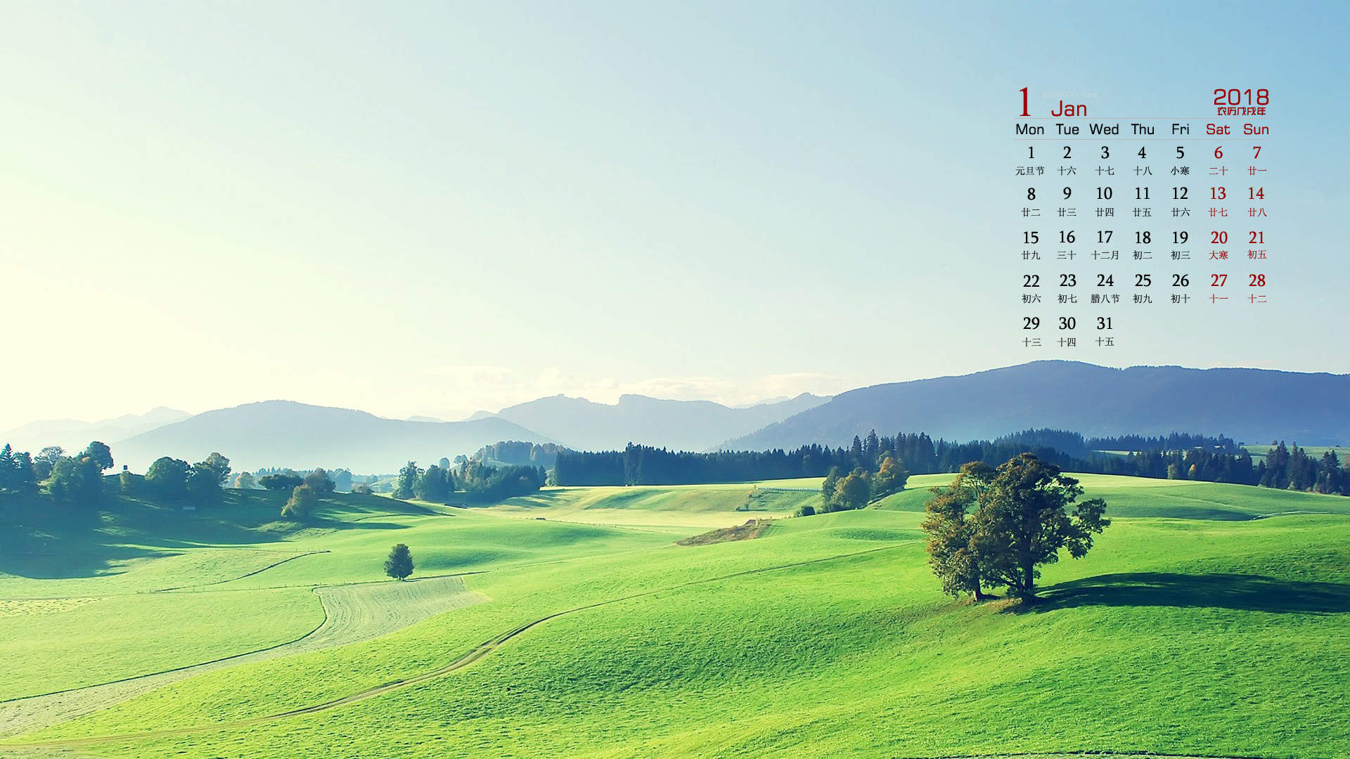 可爱的小雏菊小清新桌面壁纸图片