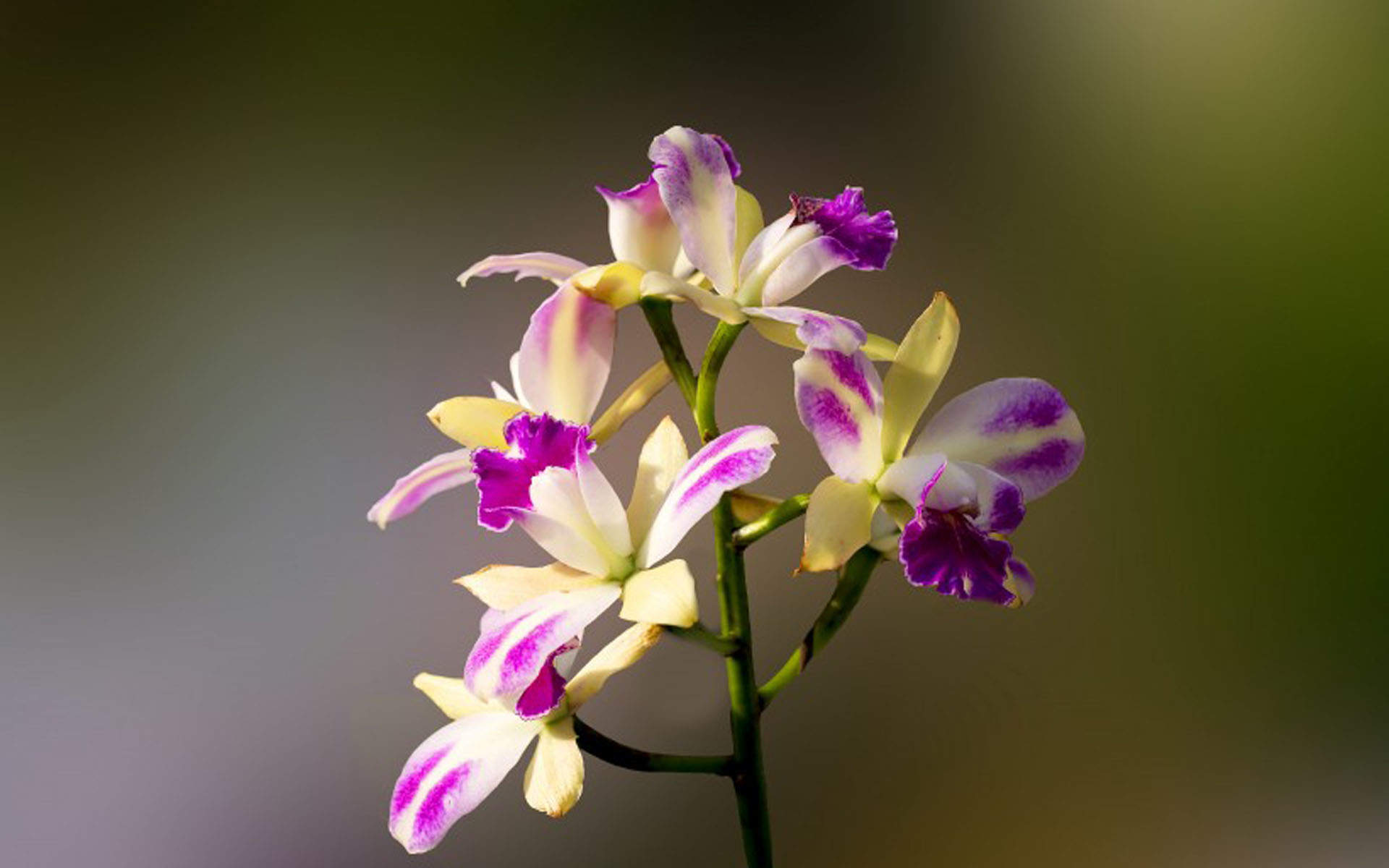 精选兰花高清植物桌面壁纸图片