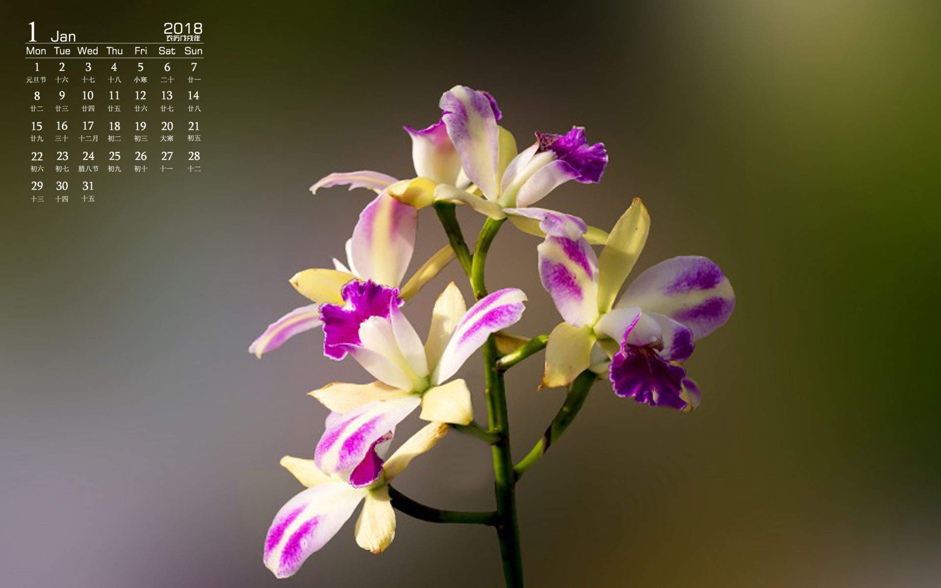 兰花图片