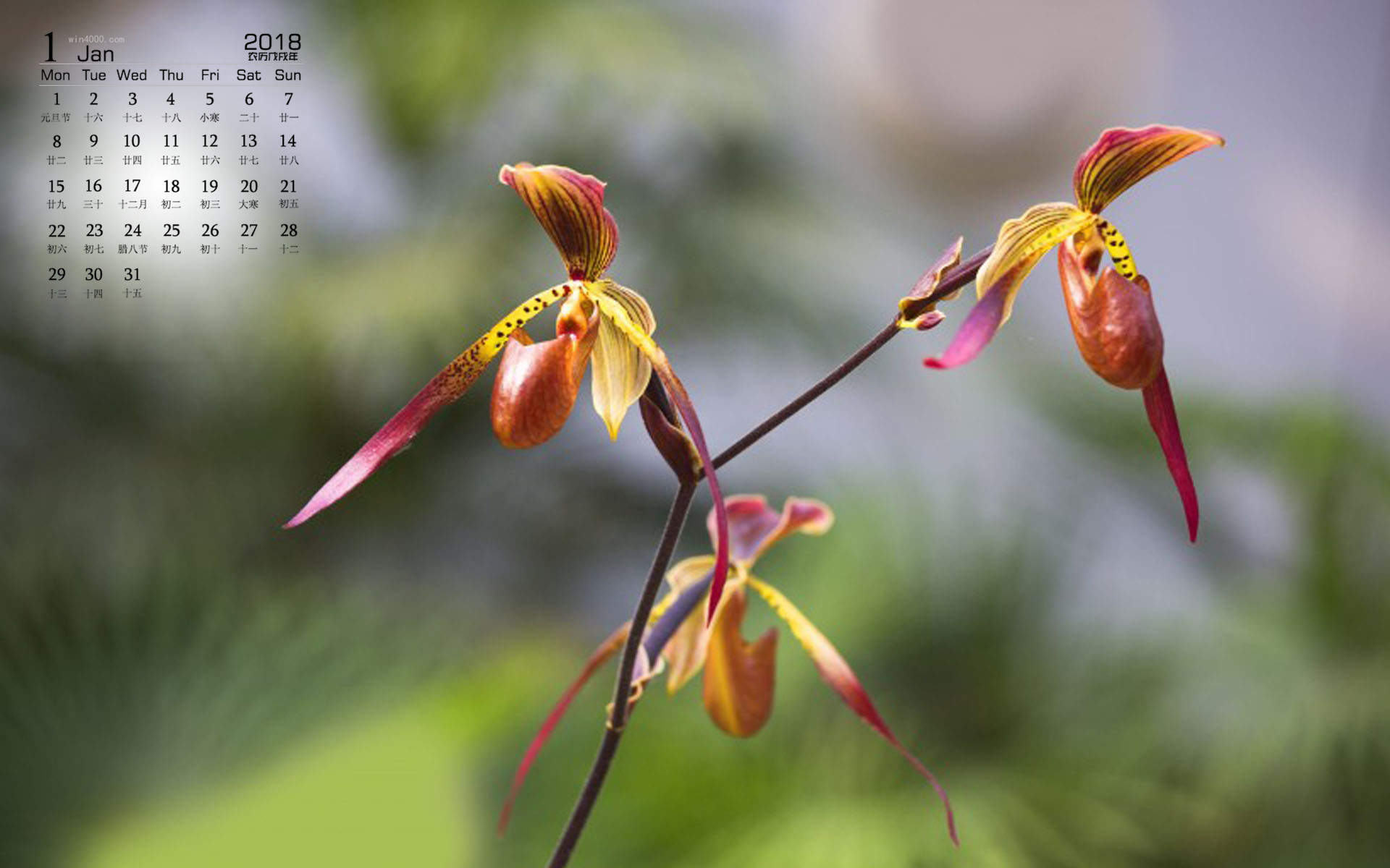兰花图片