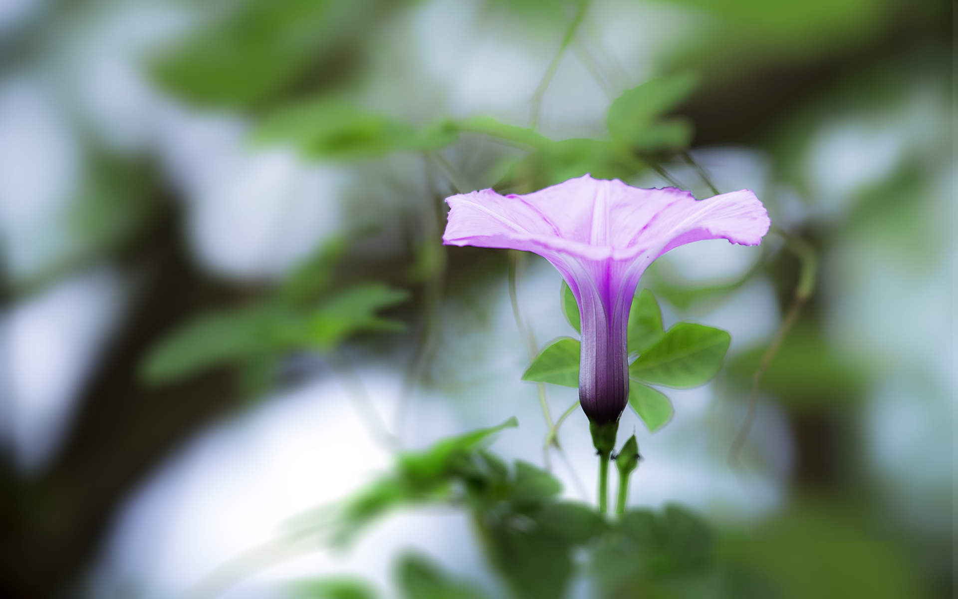 牵牛花图片