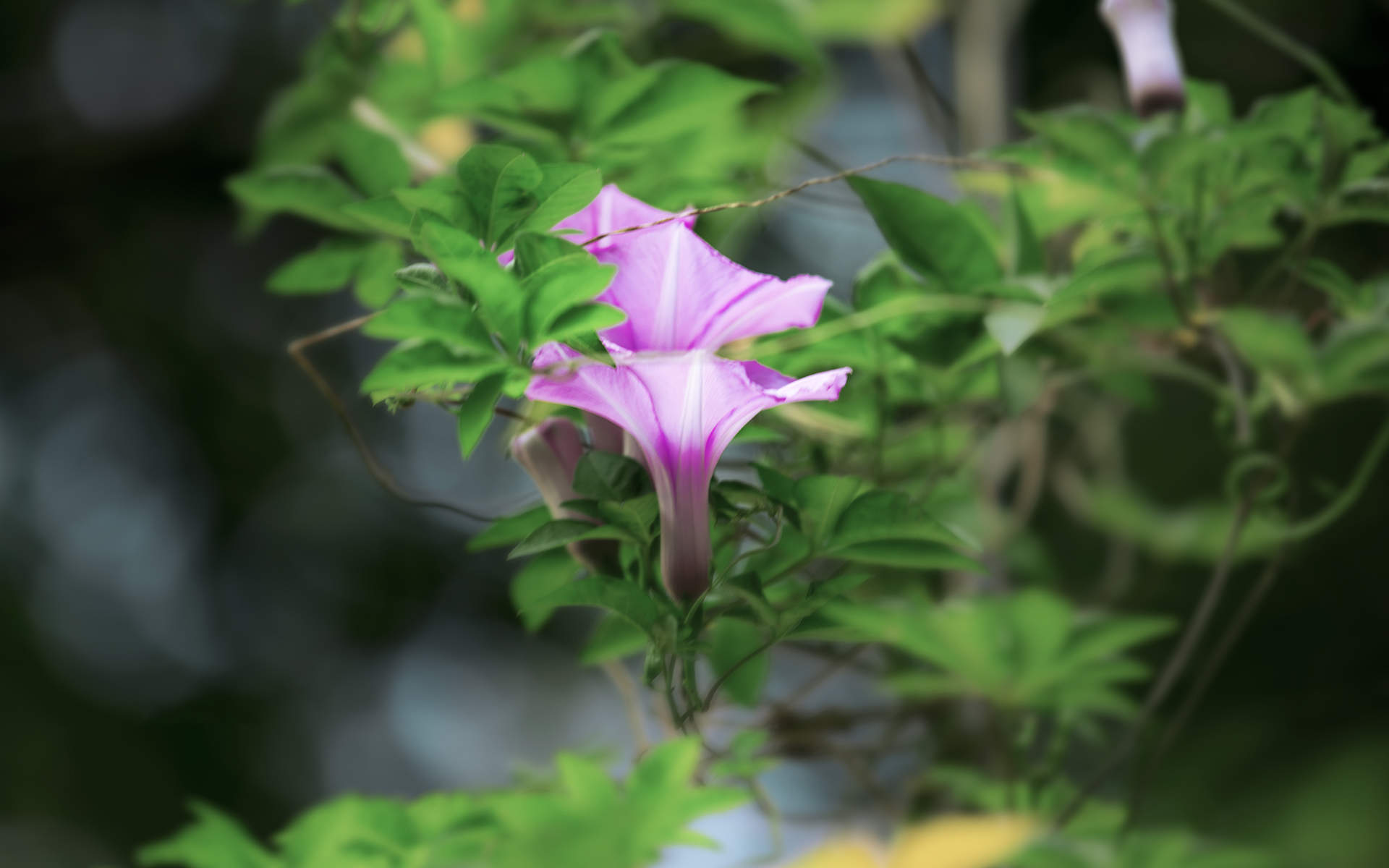 牵牛花图片