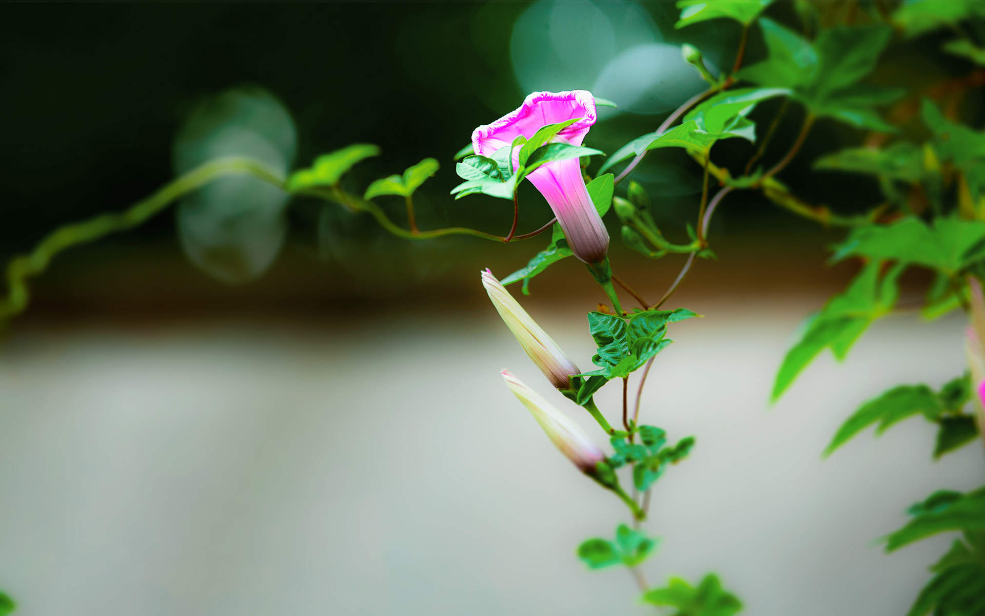 牵牛花图片