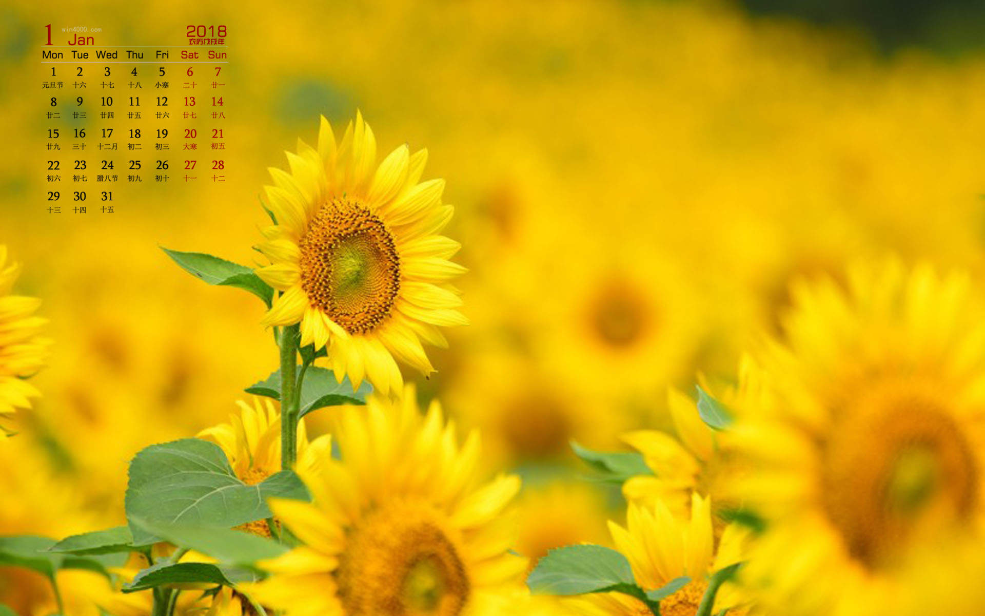 2018年1月好看的向日葵高清图片日历壁纸图片