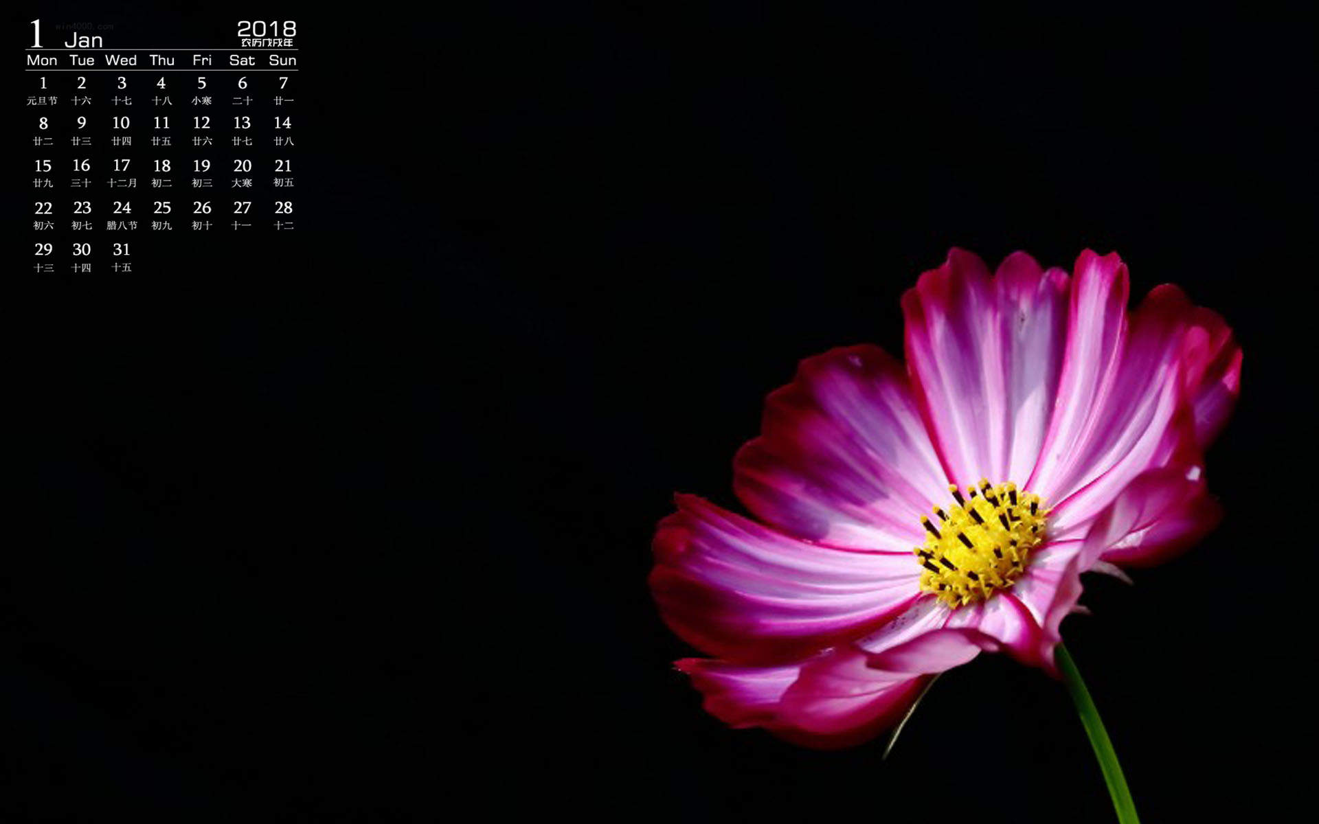 格桑花图片