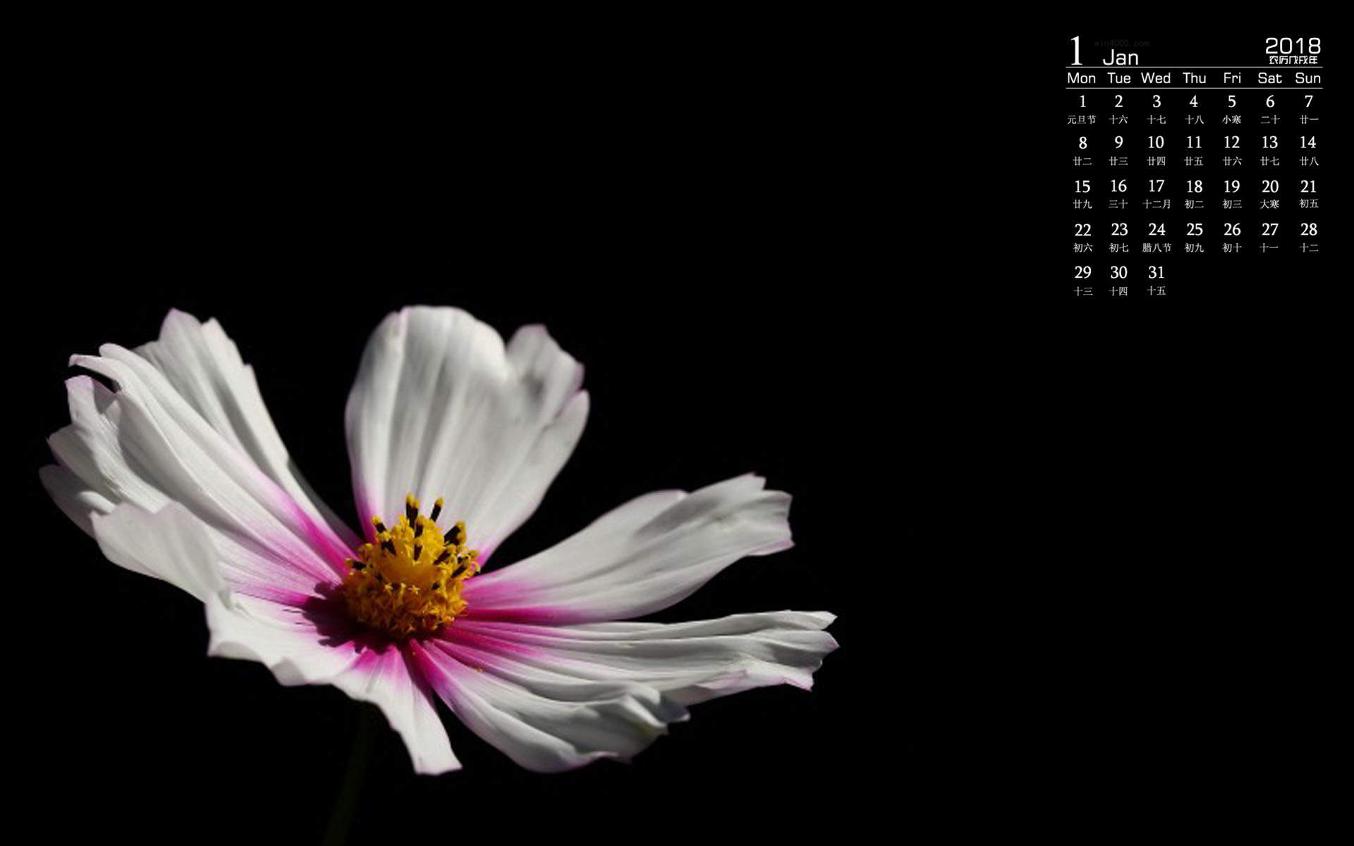 格桑花图片