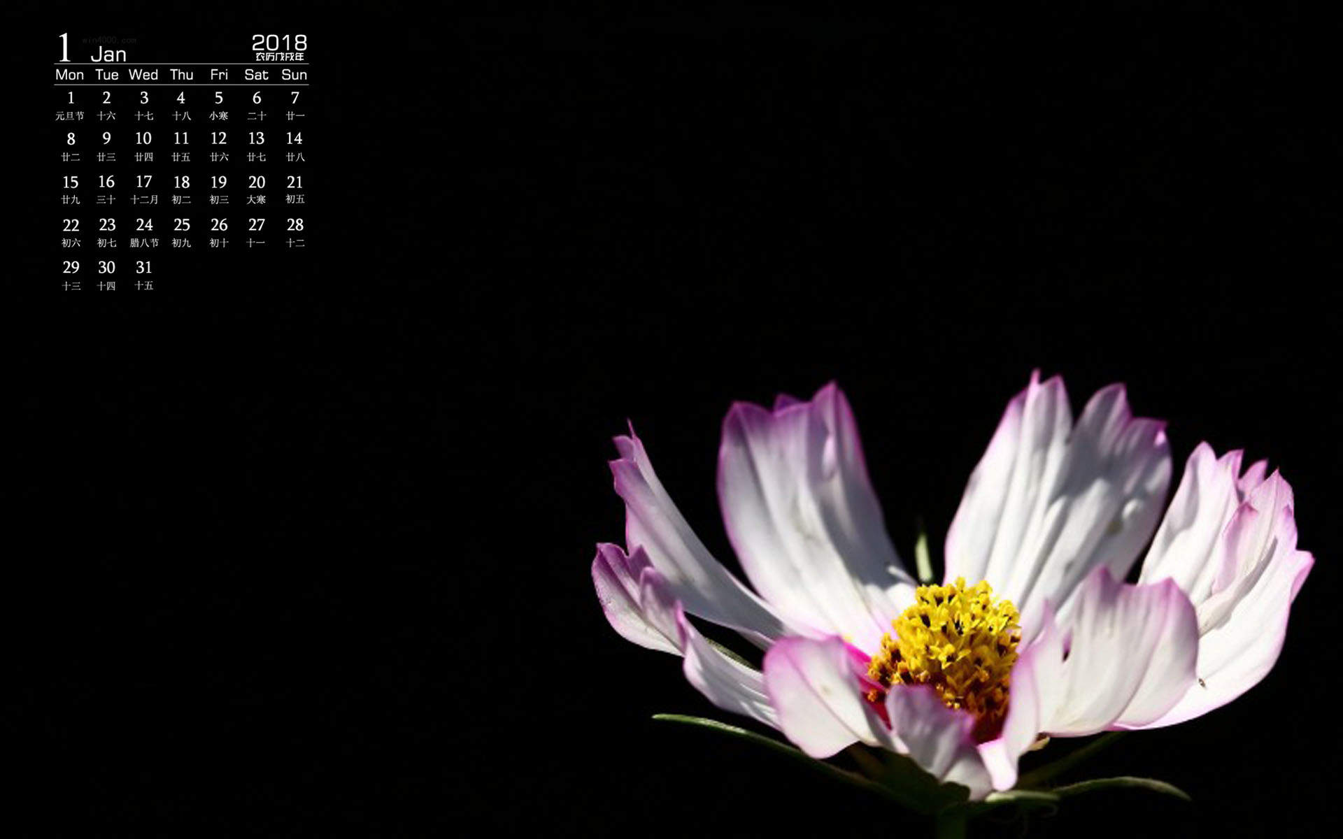 格桑花图片