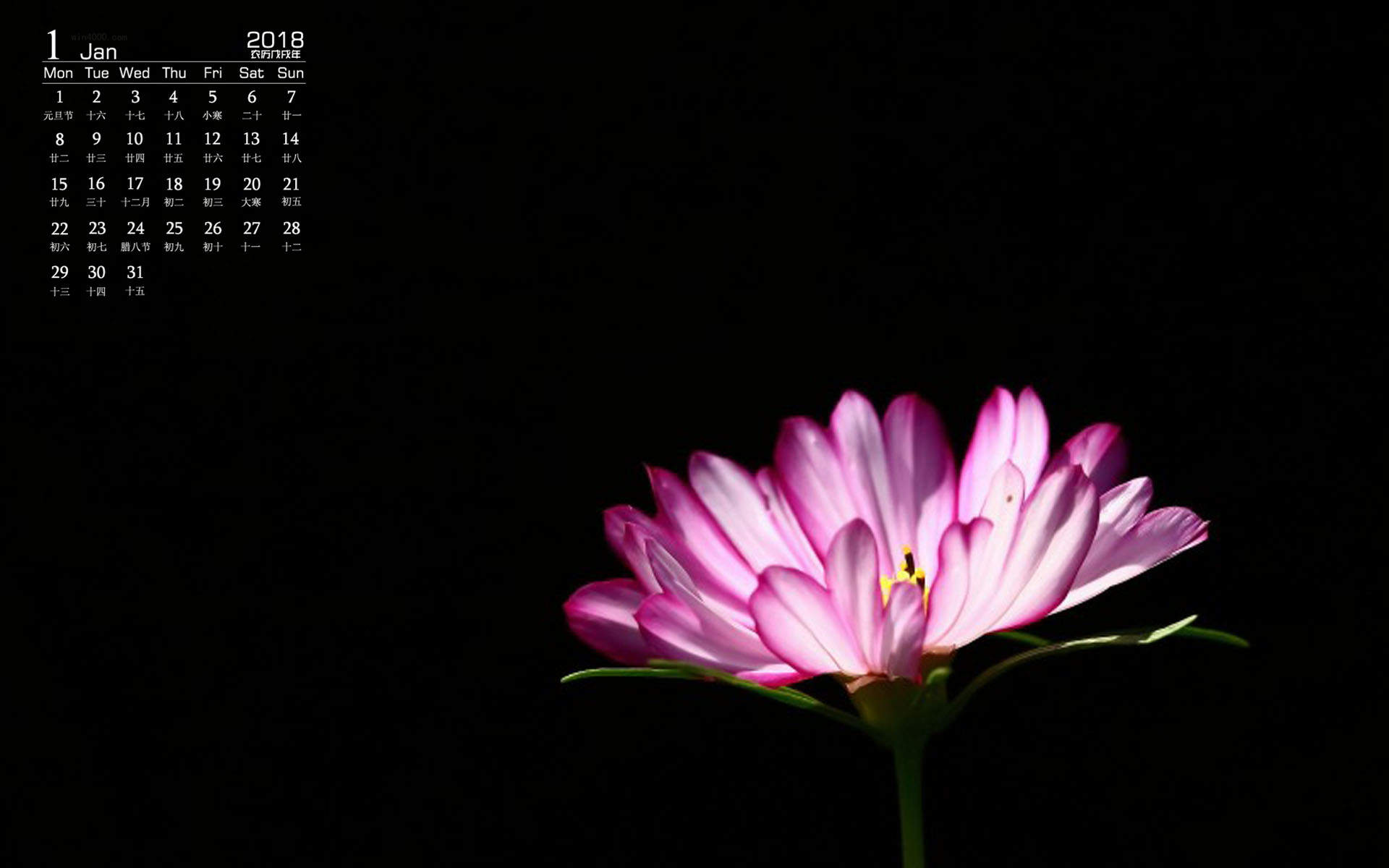 格桑花图片