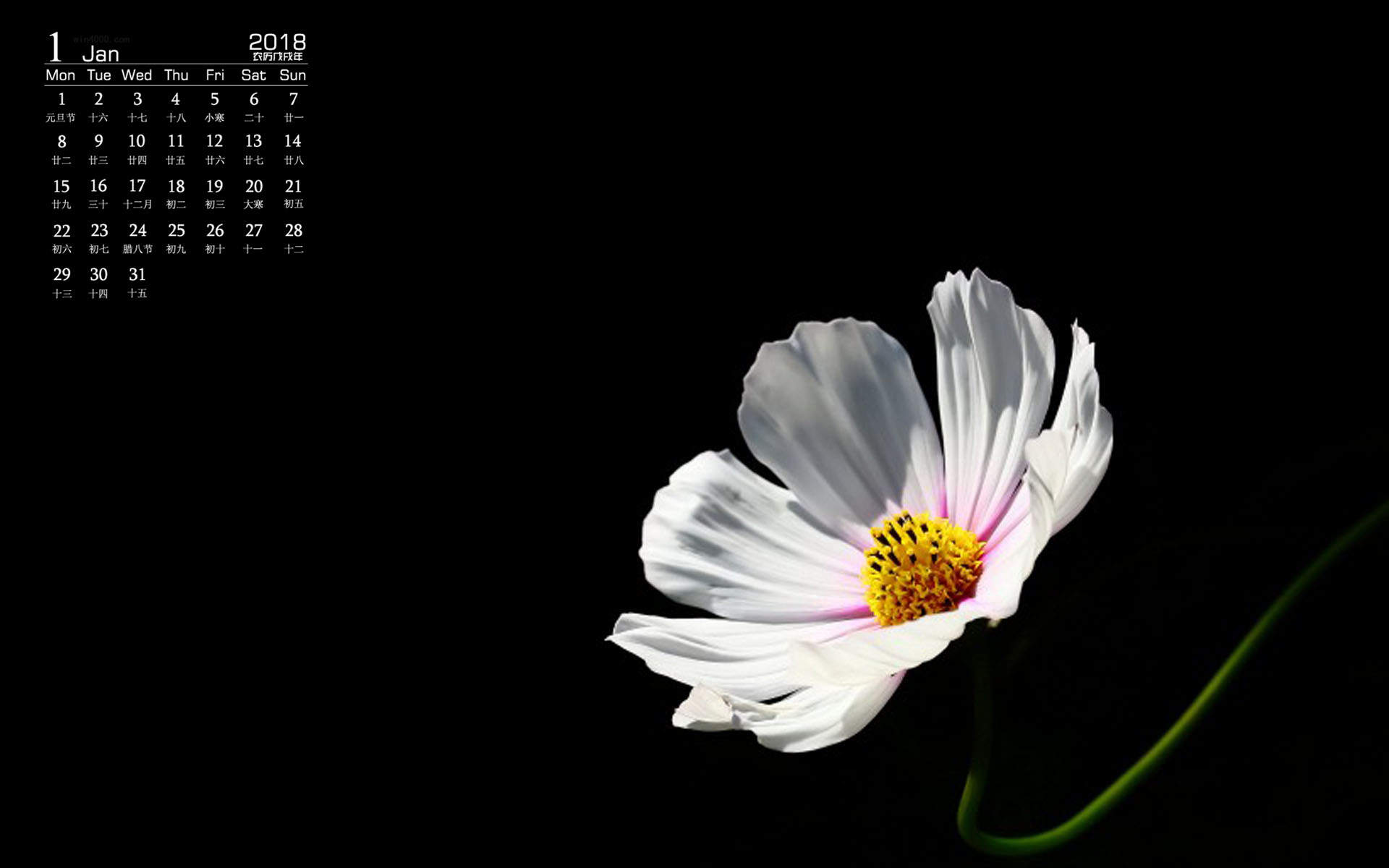 格桑花图片