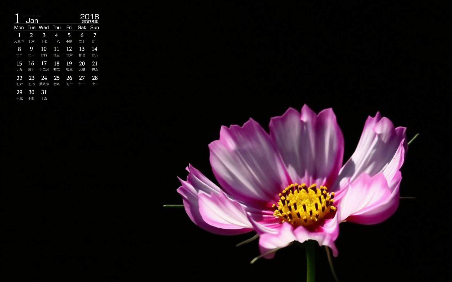 唯美清新的格桑花摄影图片桌面壁纸图片