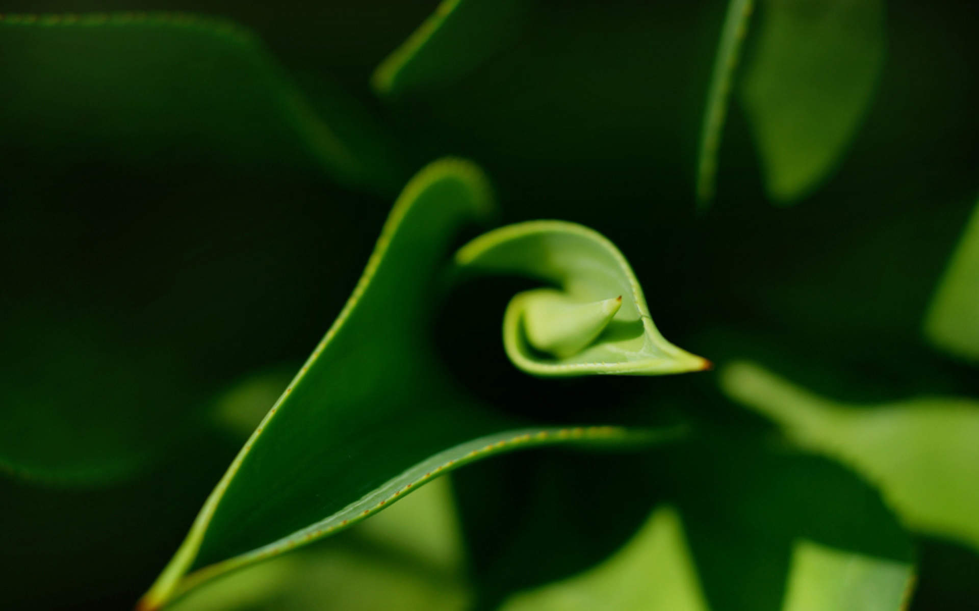 小清新养眼植物嫩芽唯美高清壁纸图片