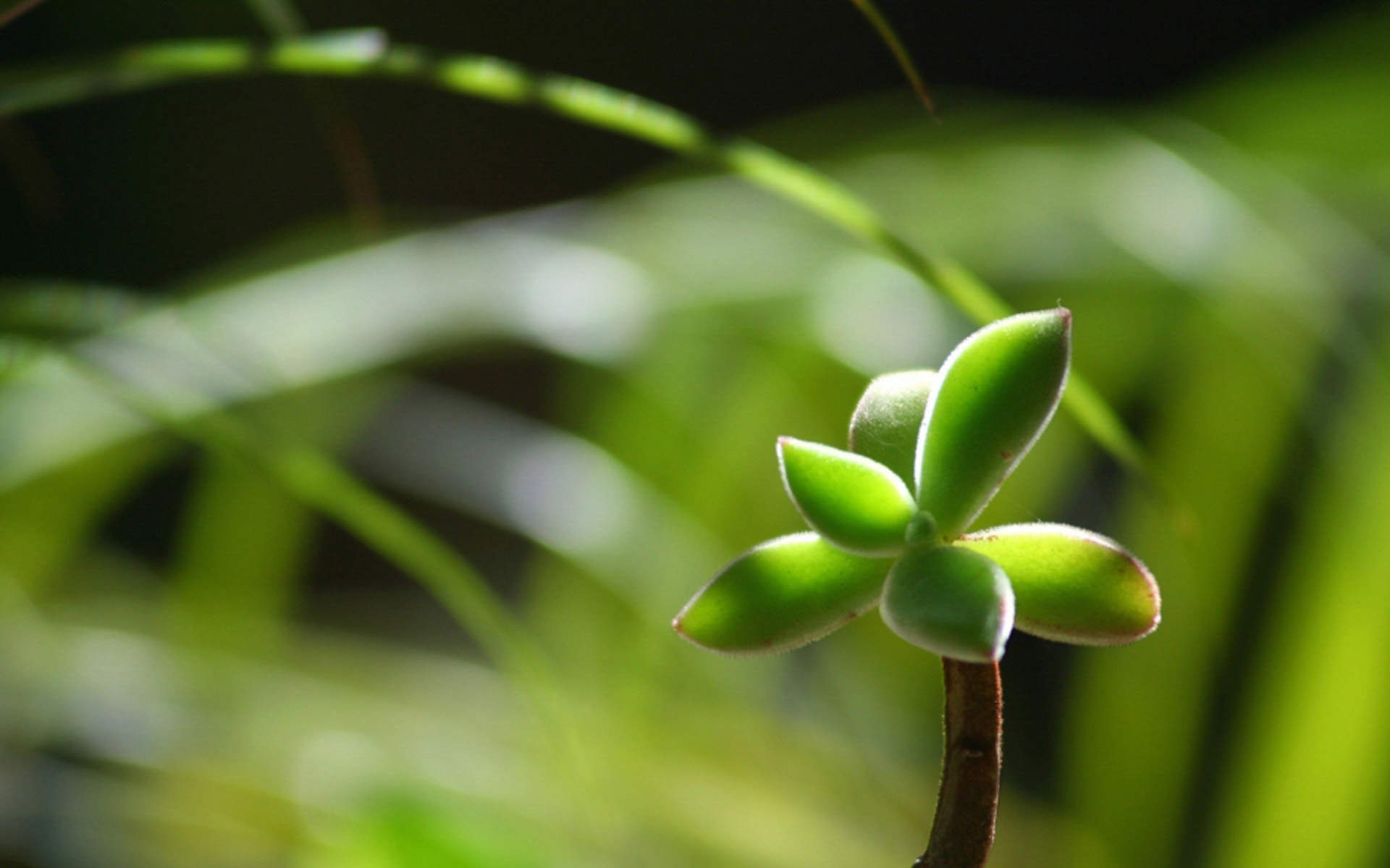 小清新养眼植物嫩芽唯美高清壁纸图片