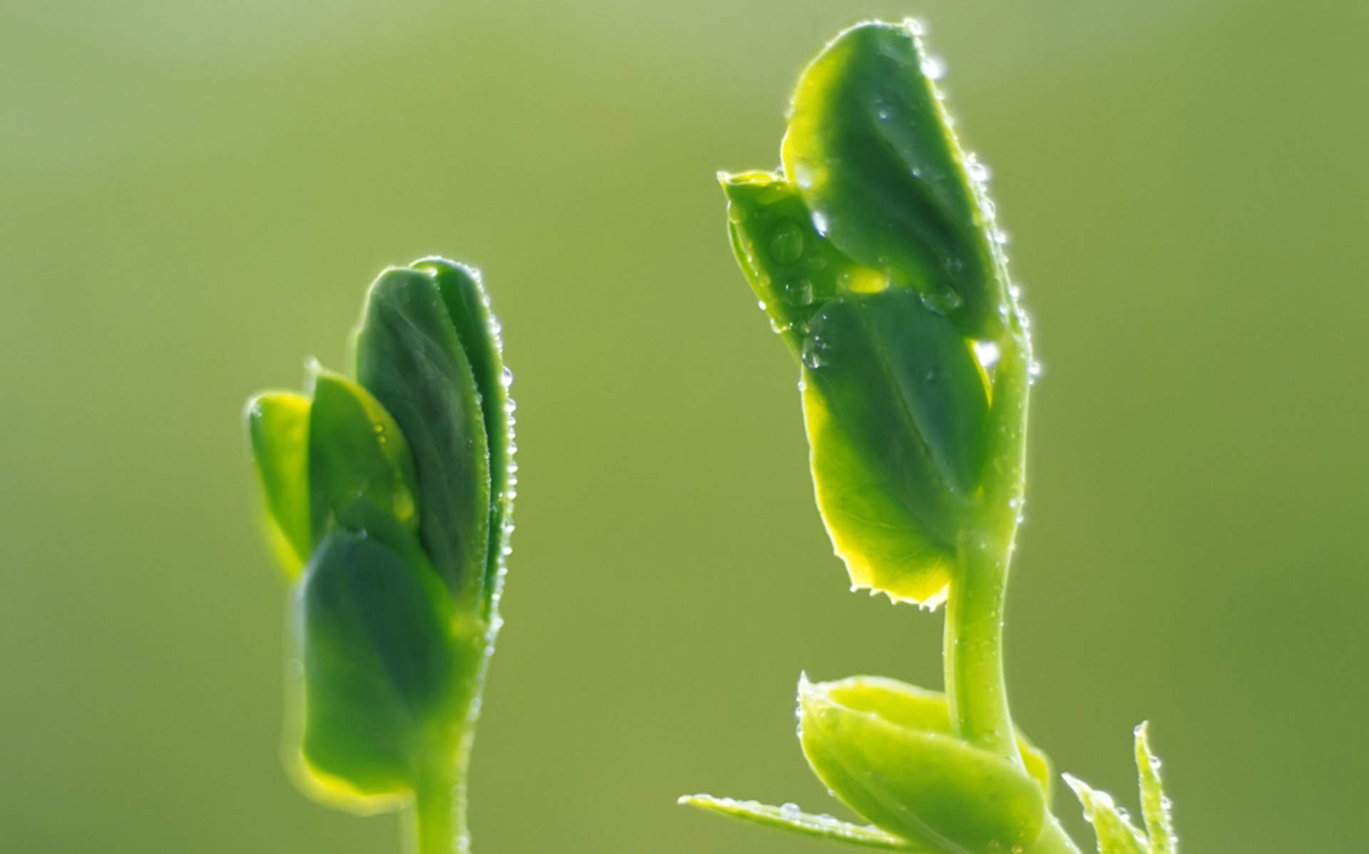 小清新植物嫩芽图片桌面壁纸图片