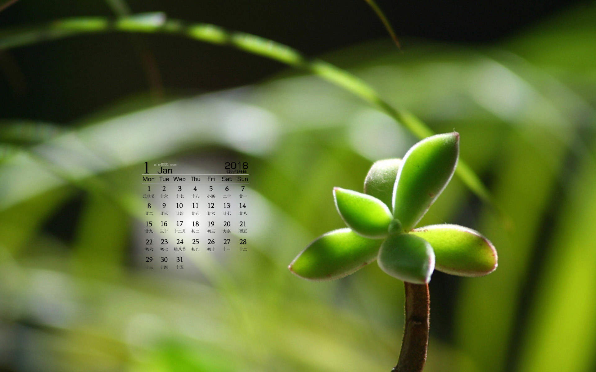 小清新植物嫩芽图片桌面壁纸图片
