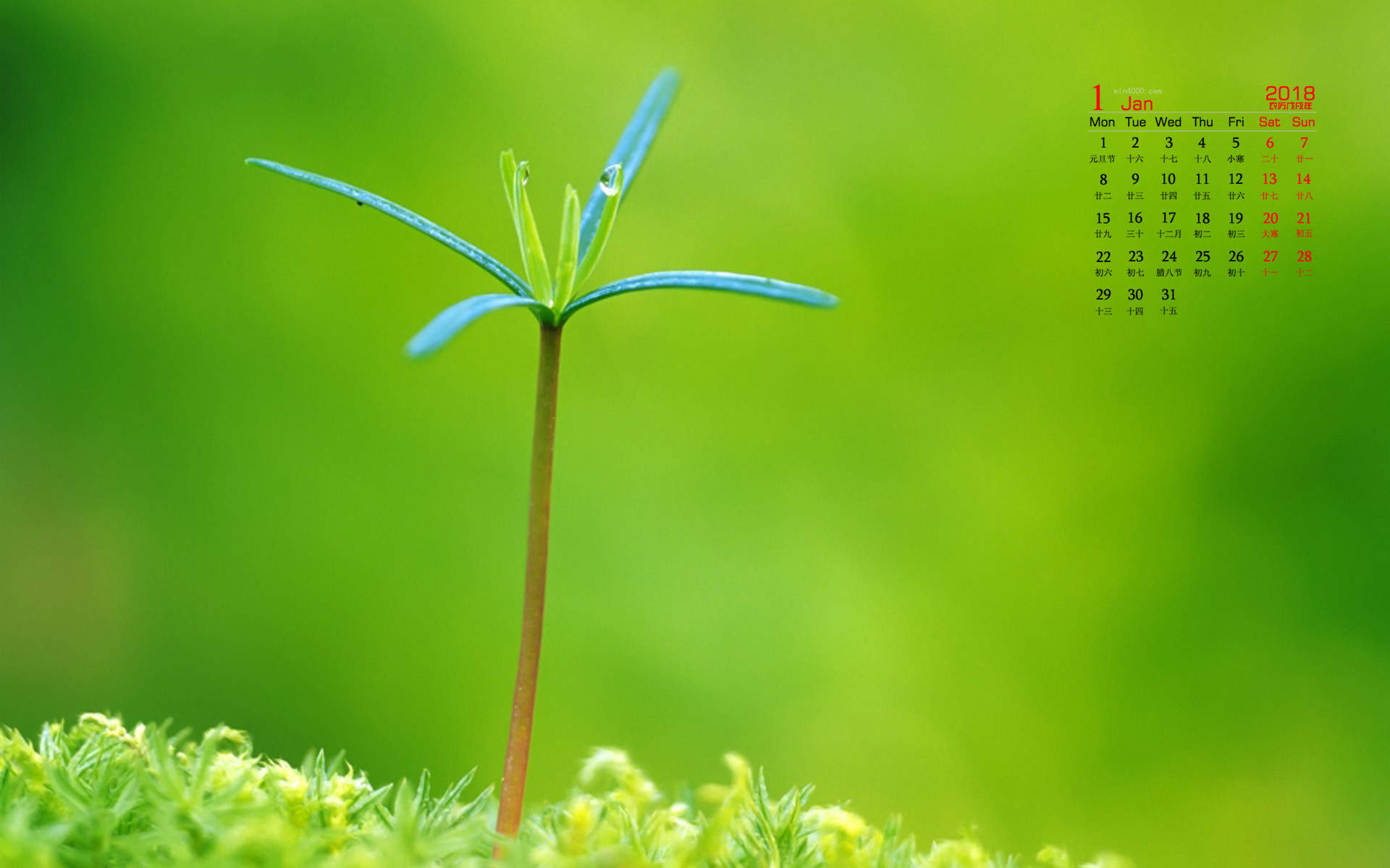 嫩芽图片