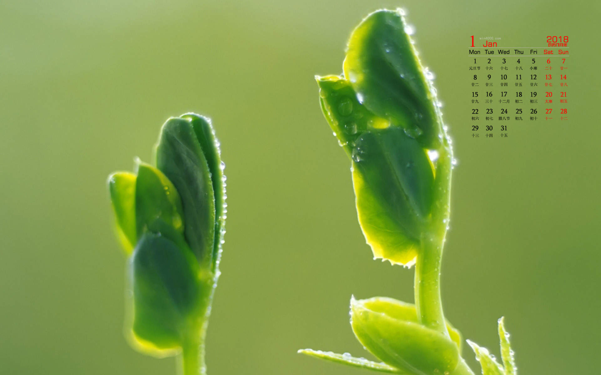 小清新植物嫩芽图片桌面壁纸图片