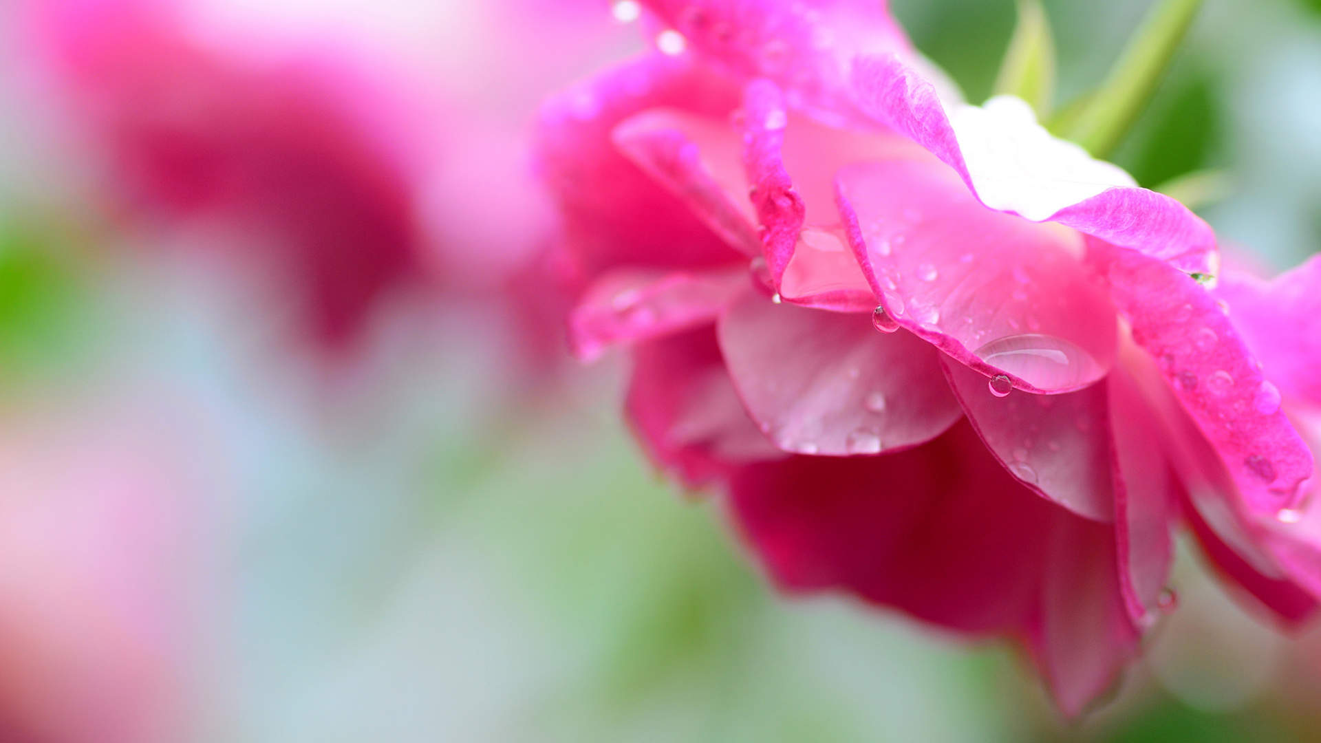 玫瑰花图片