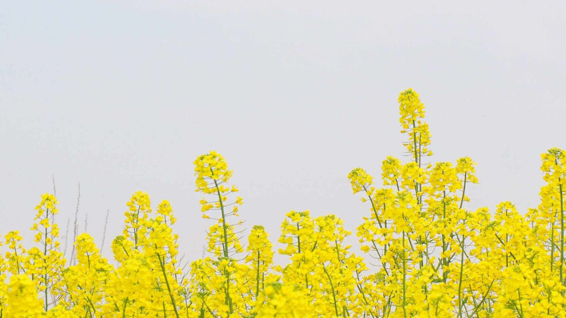 油菜花田园风景高清图片桌面壁纸图片